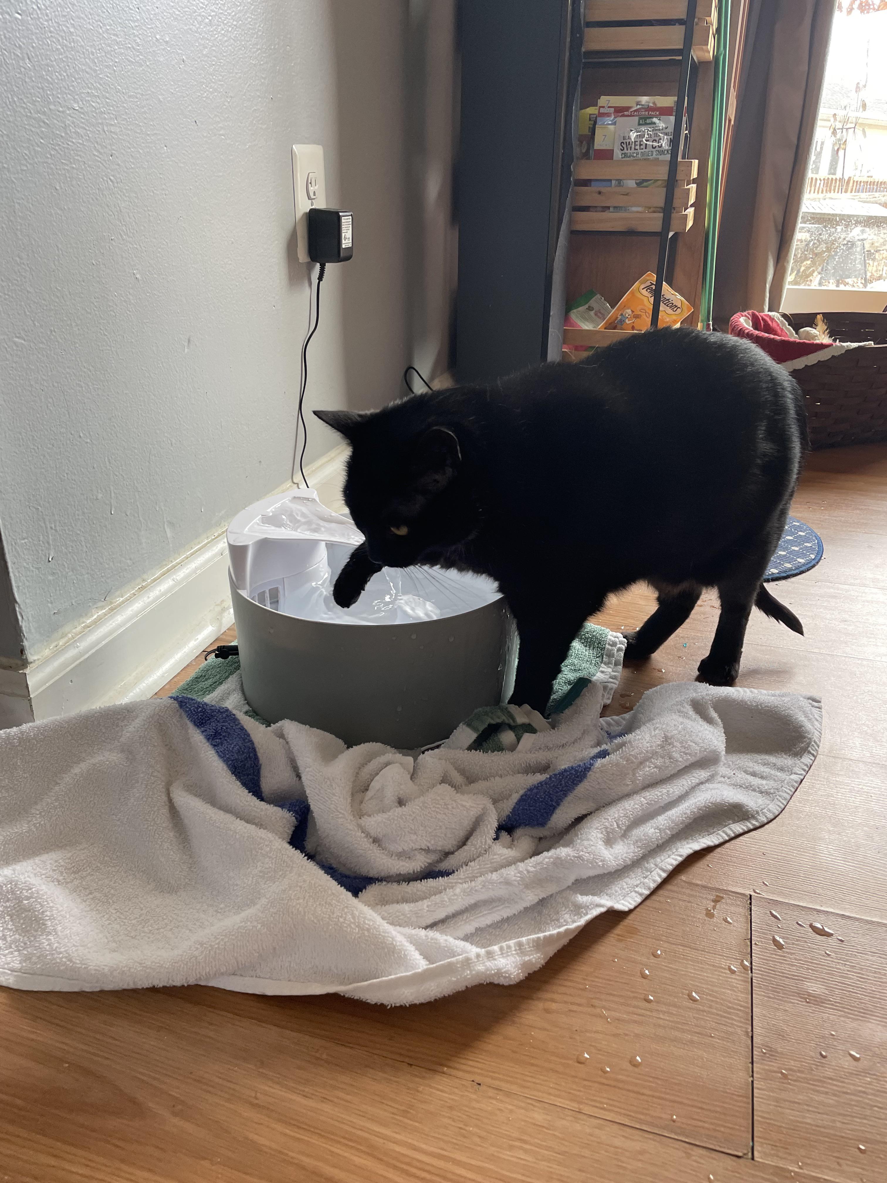 Why does my cat splash her water out of the bowl onto the floor? It’s