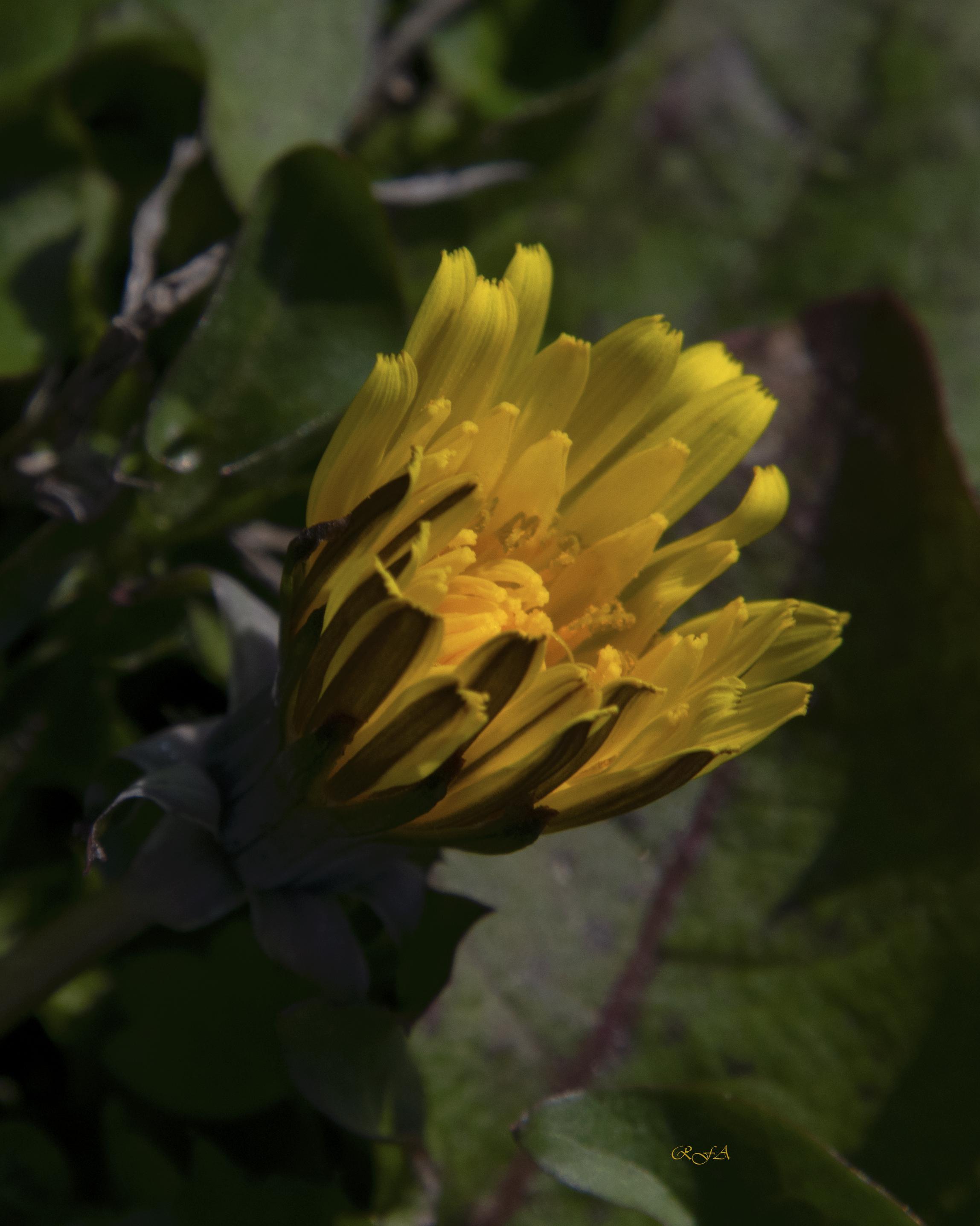 December dandelion r/Kentucky