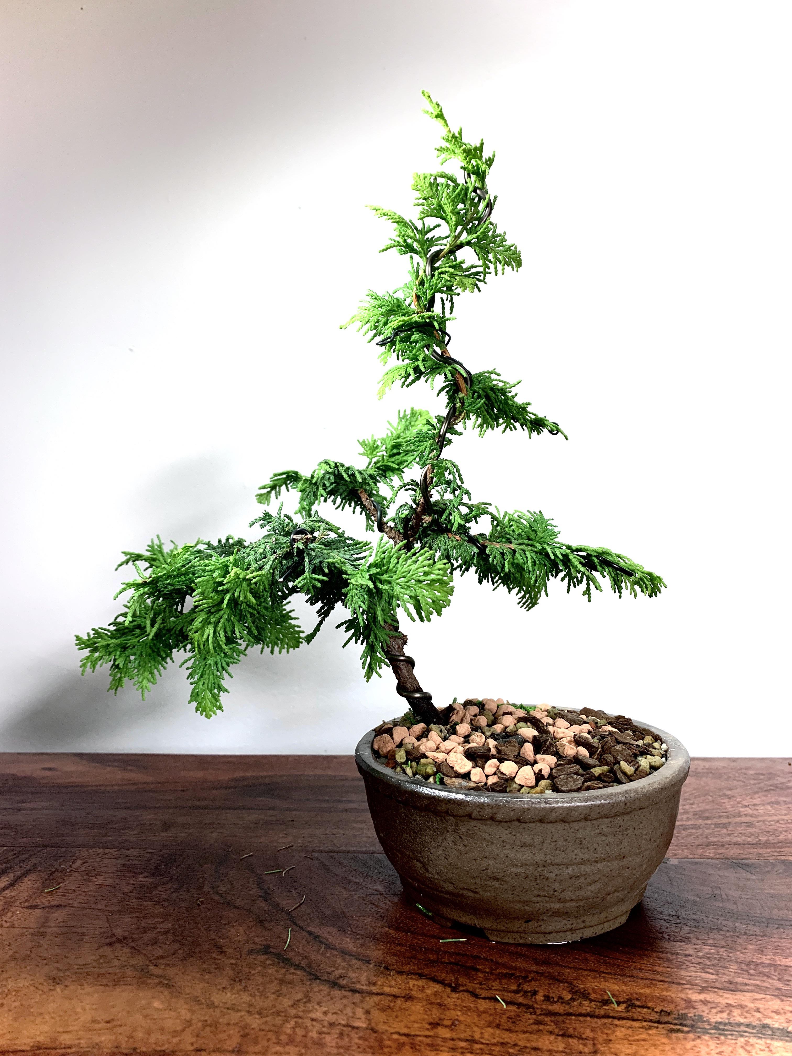 My Extremely Humble Golden Hinoki Cypress Bonsai