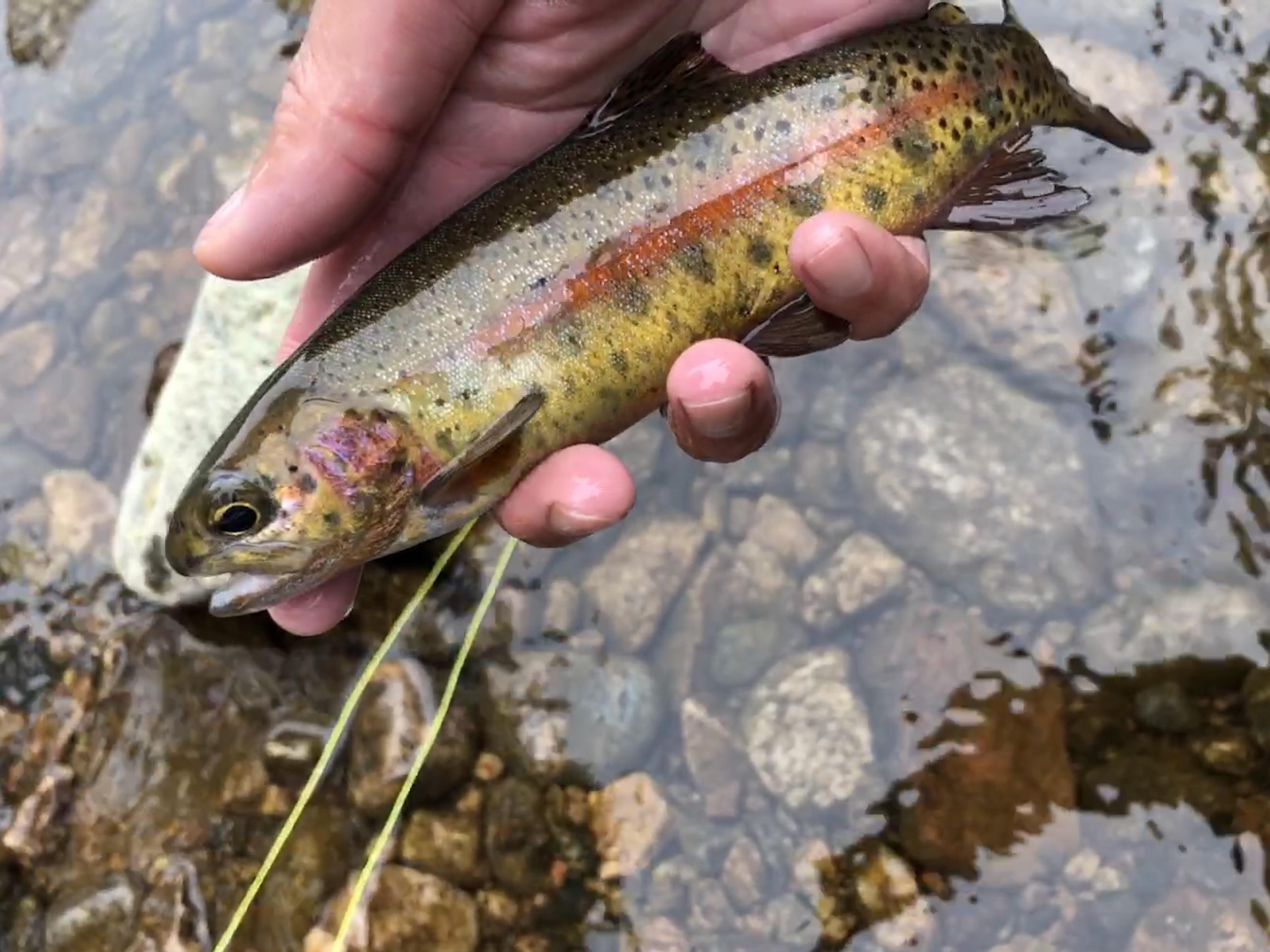 Red Feather Lakes conditions? COfishing