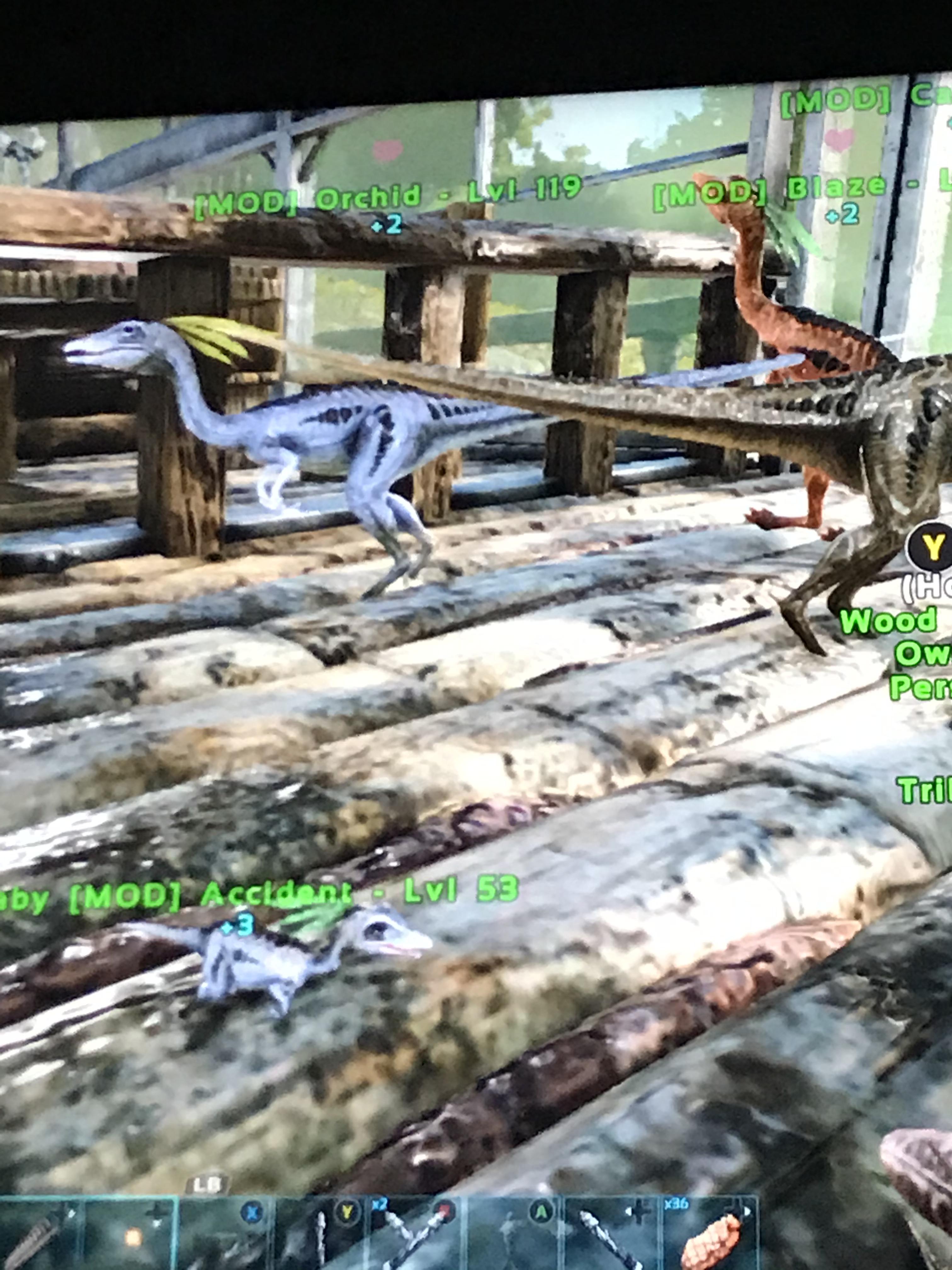 Somehow got a fertilized egg from my compy’s decided to raise him, and it is the smallest thing