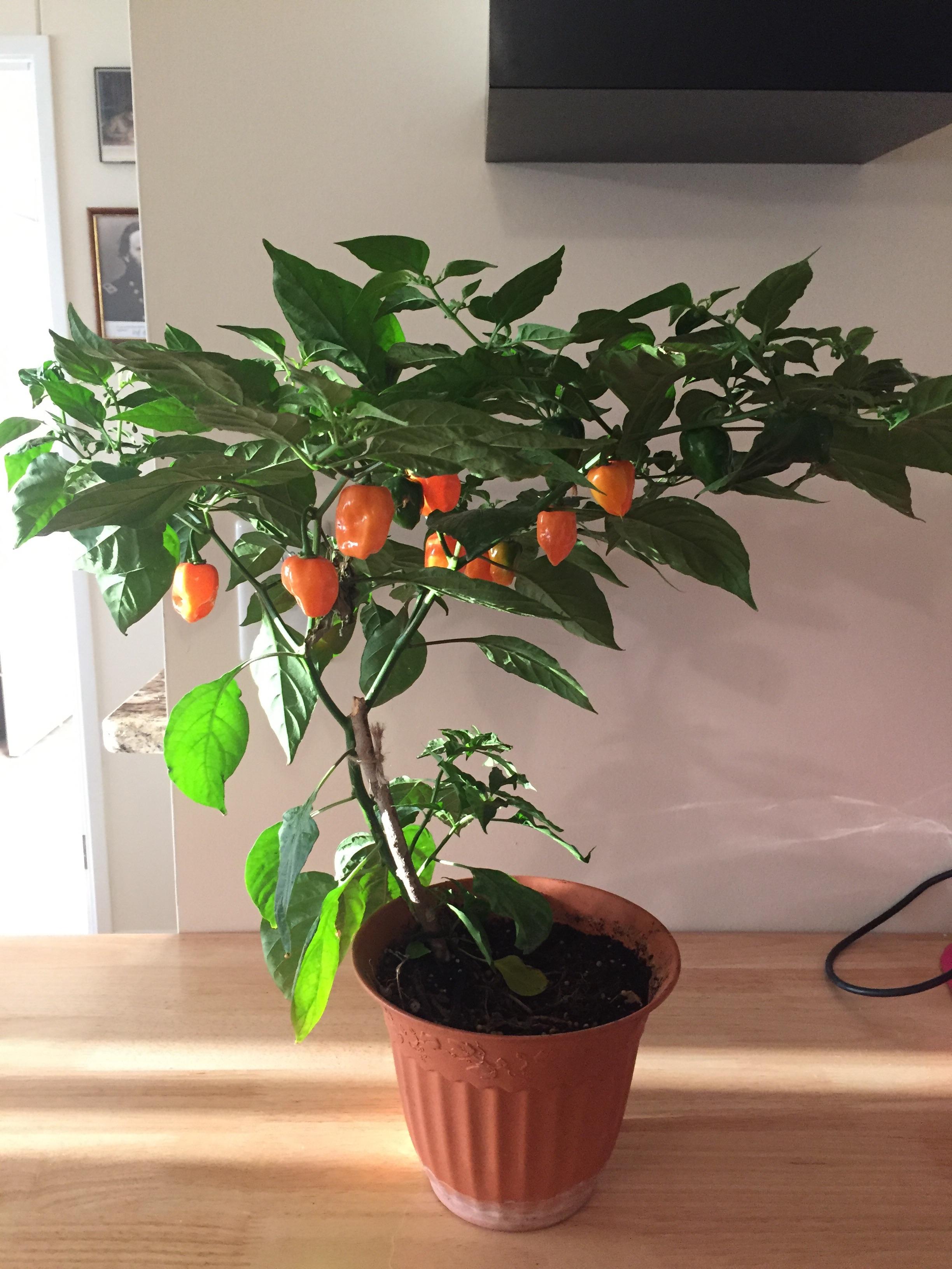 My glorious Habanero plant is finally starting to pay off! r/spicy