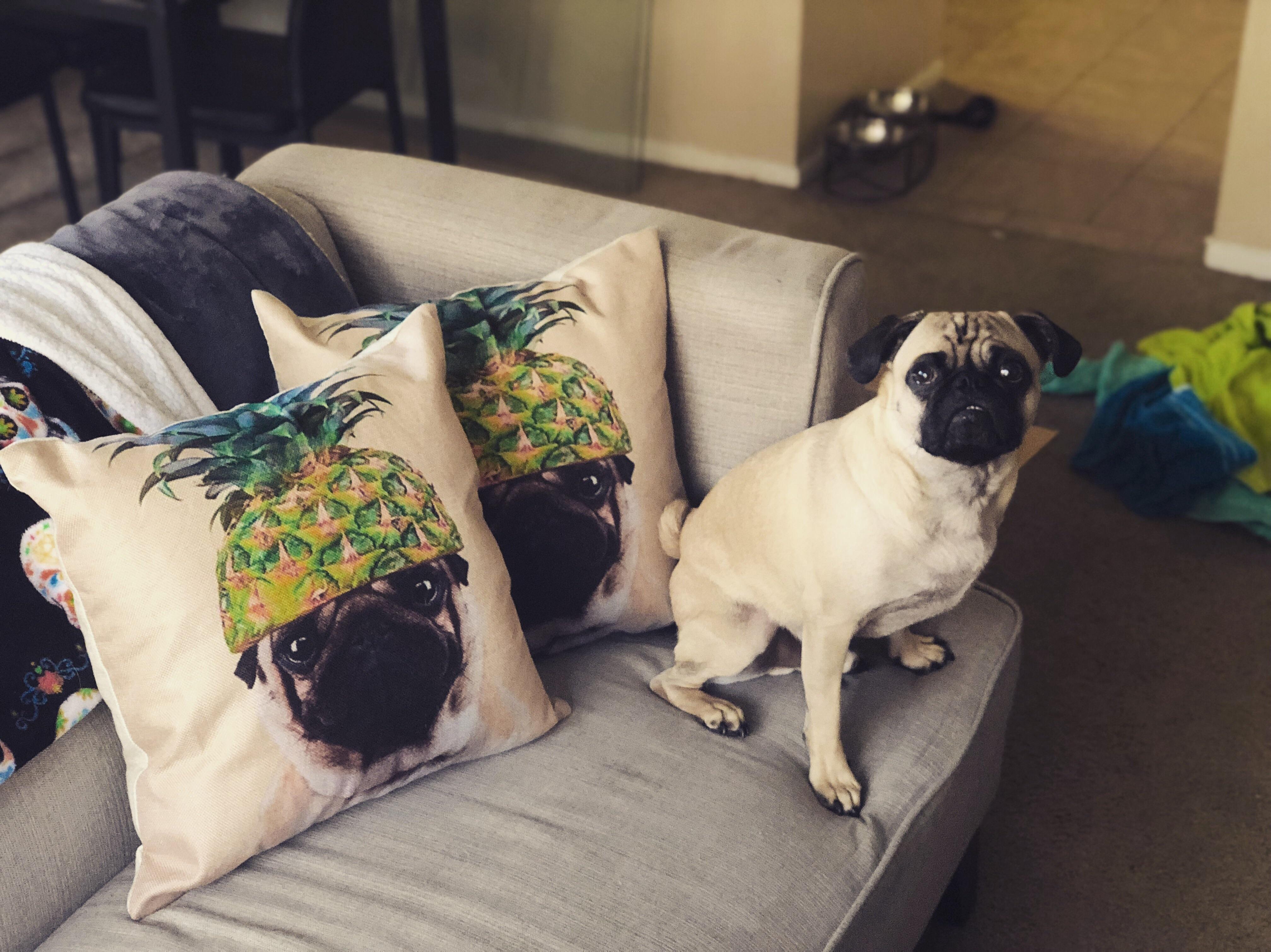 I don’t know if paavo likes the pillows r/pugs