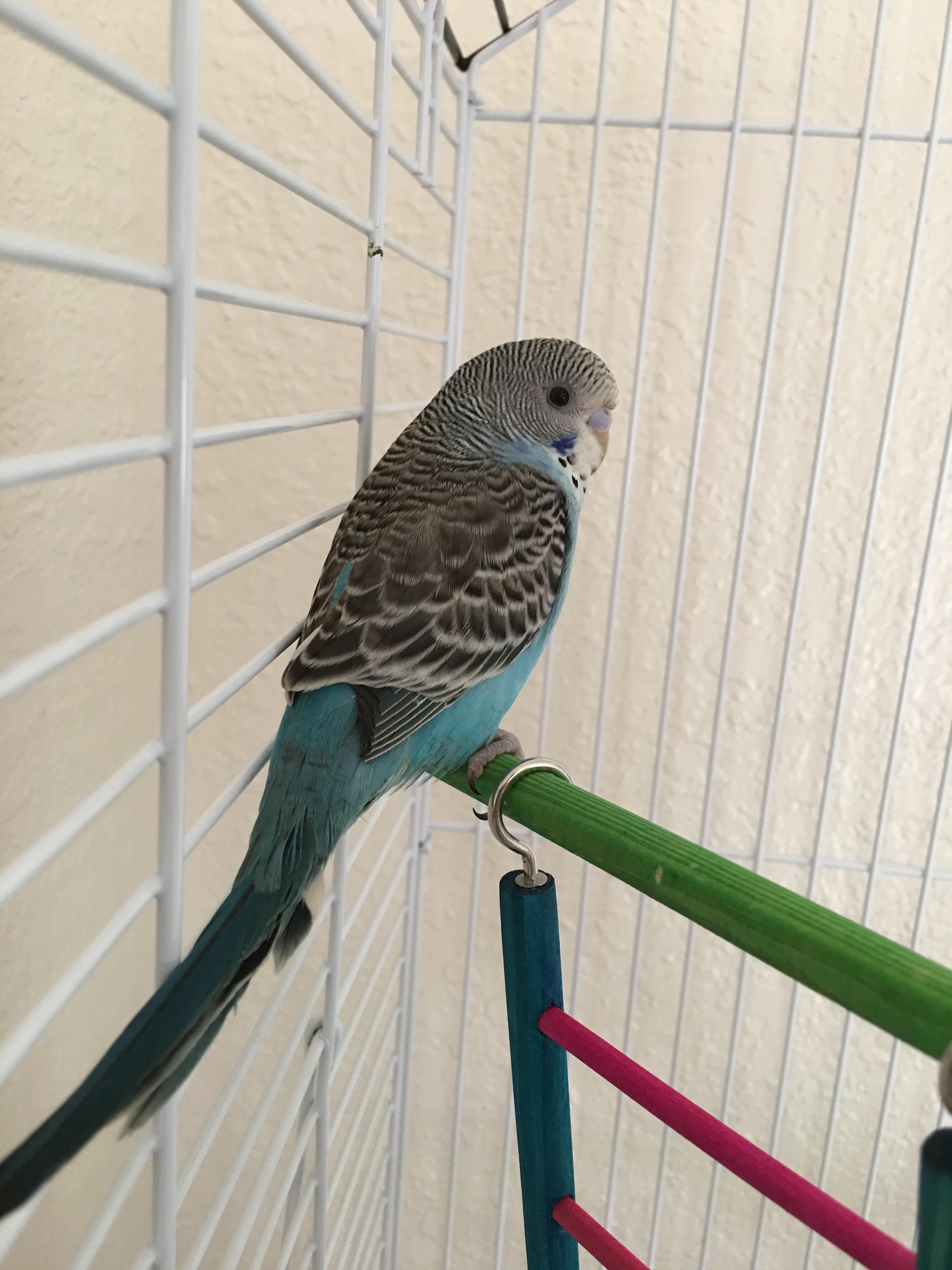 Everyone! Meet Pete the parakeet! Parakeets