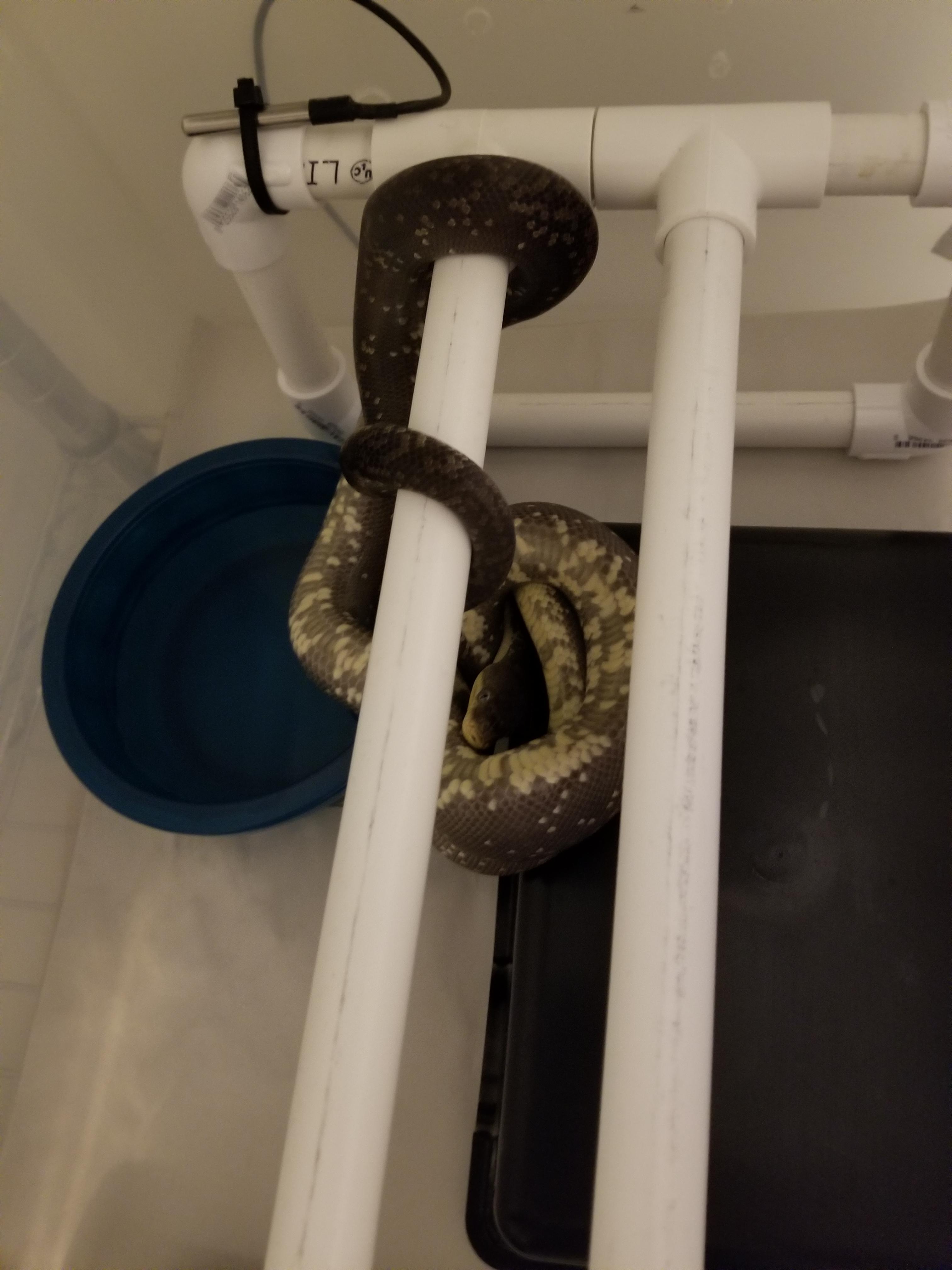 Very comfortable, apparently. r/snakes