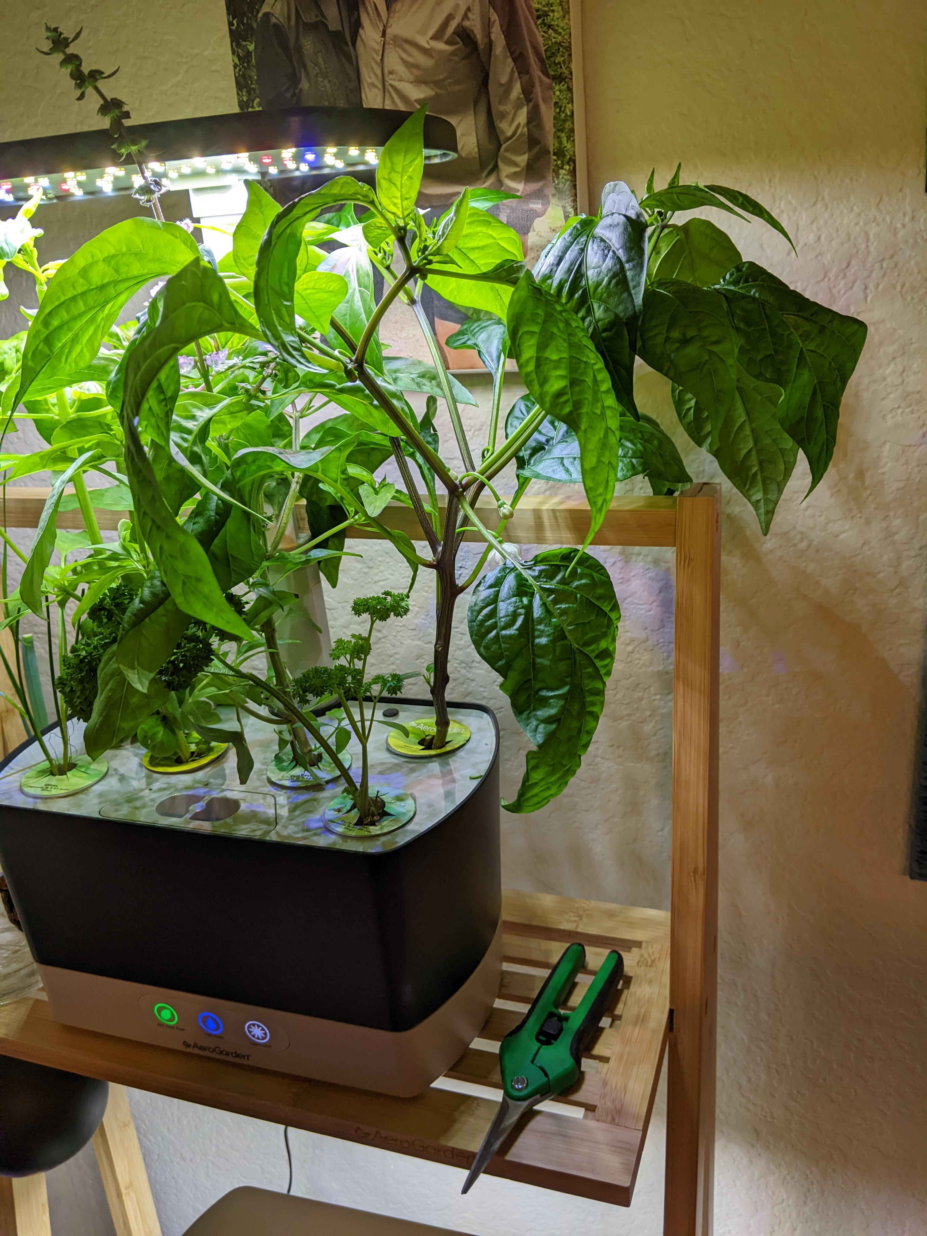My jalapeno plant is getting big and I don't want to transplant it yet
