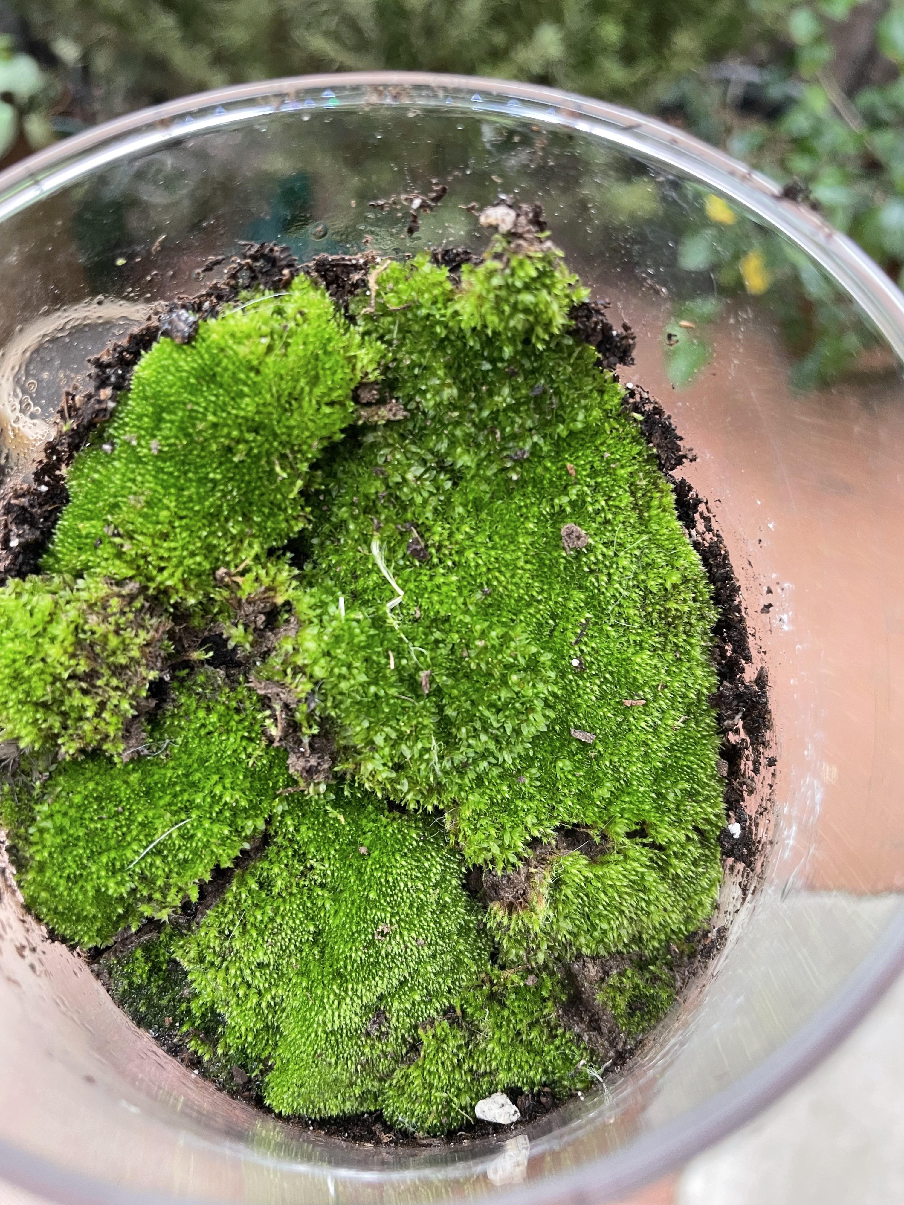 So curious what type of moss this is? Also it smells fishy/like seaweed