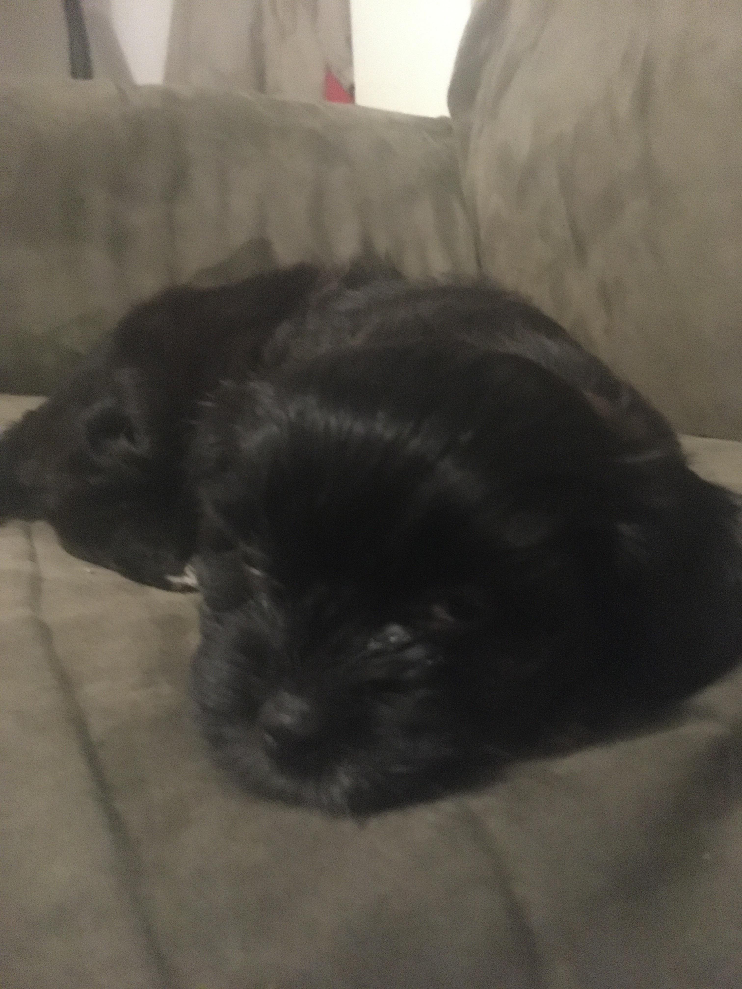 Someone help me figure out what breed my dog is r/DOG