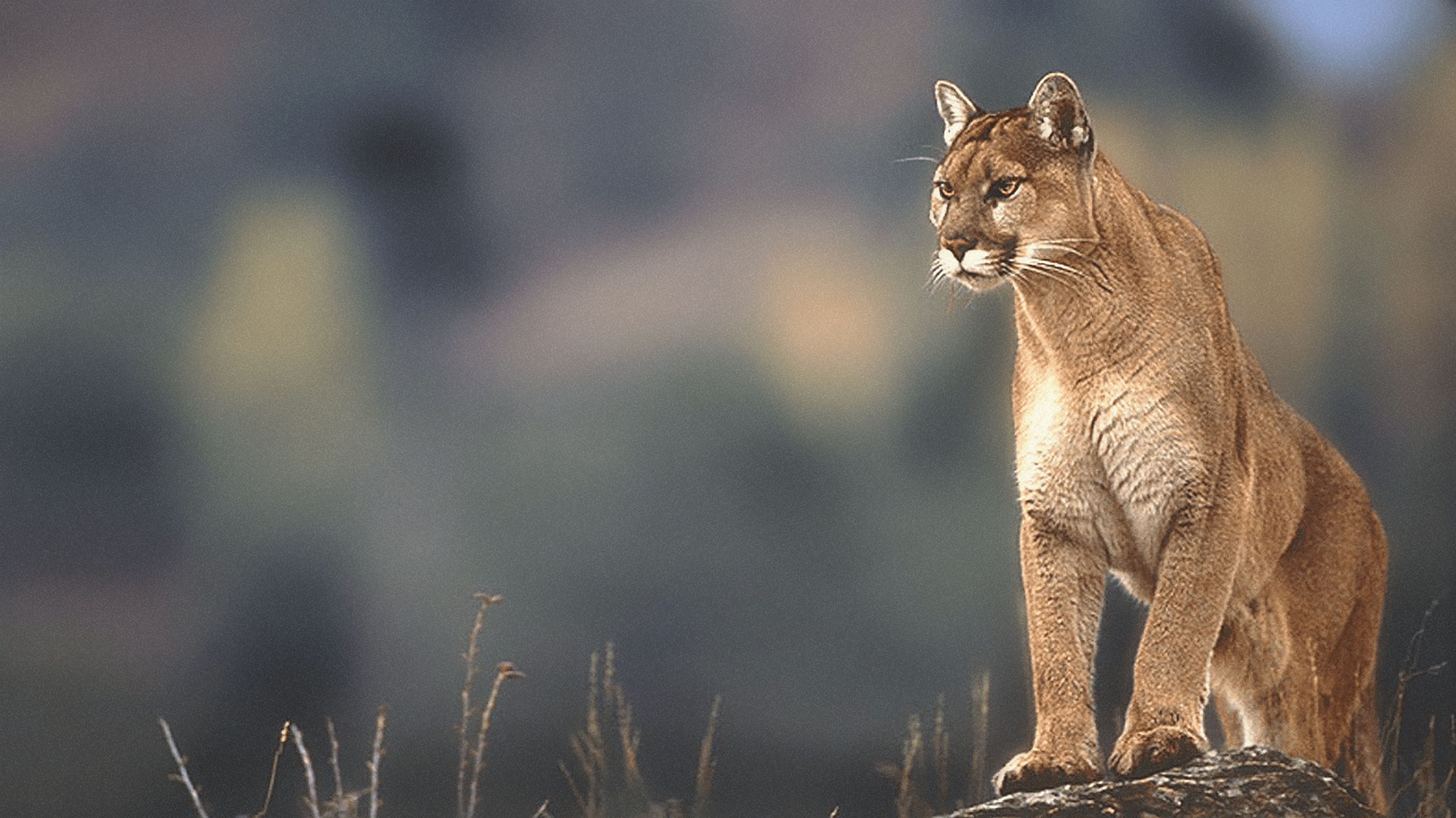 Mountain lion, Windows 98 [4k] wallpapers