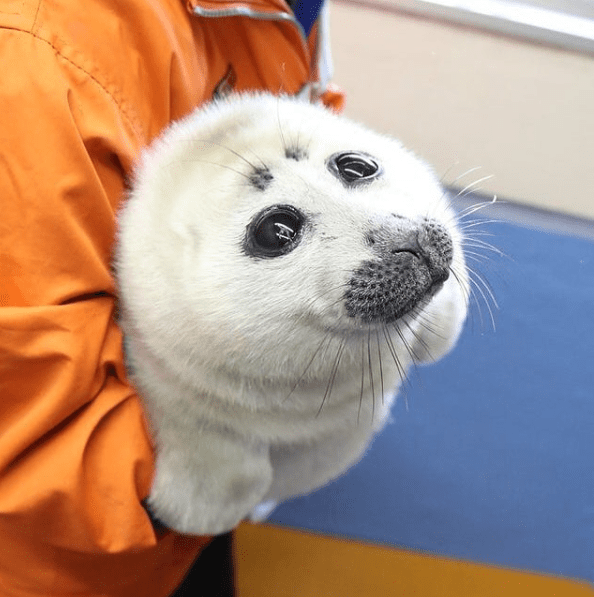 Cloudberry, a baby ringed seal rescued in Ireland. seals