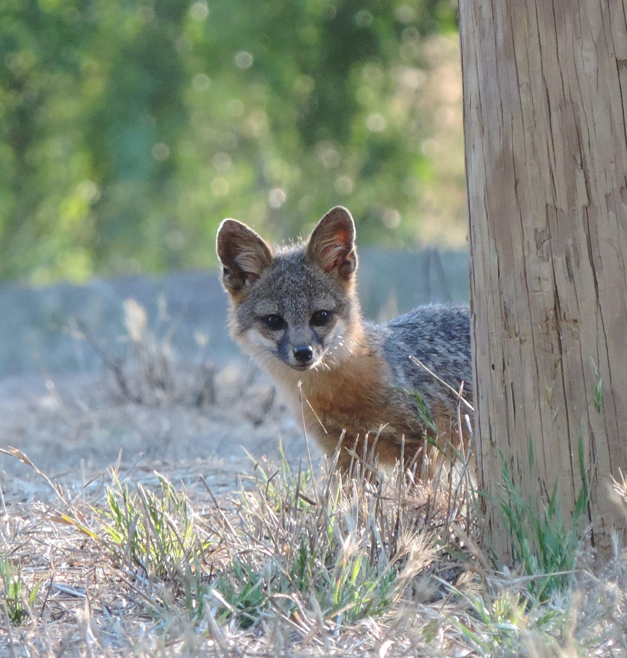 Catalina Island Fox r/foxes