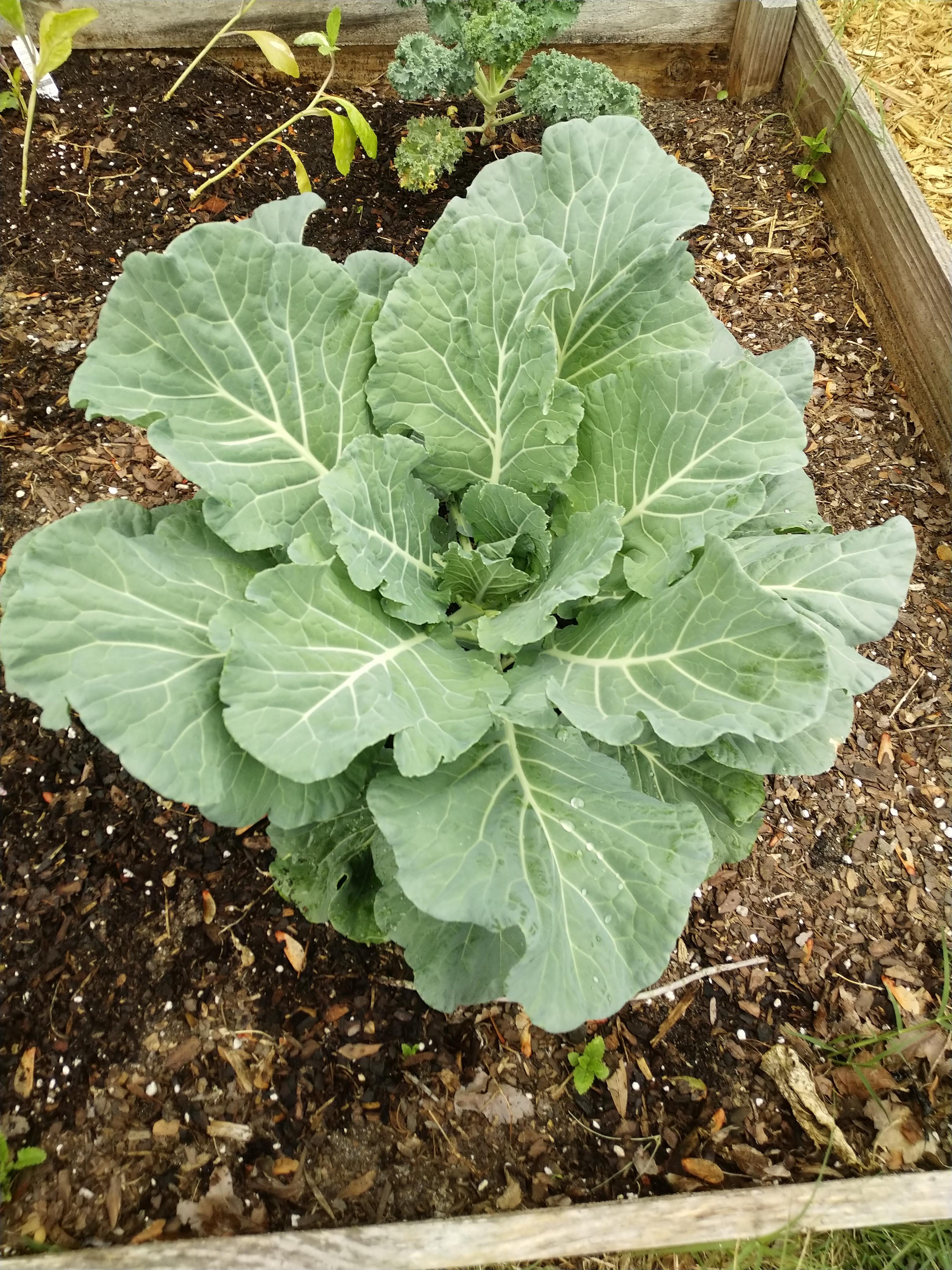 Its in my vegetable garden. I planted broccoli, kale and cabbage in