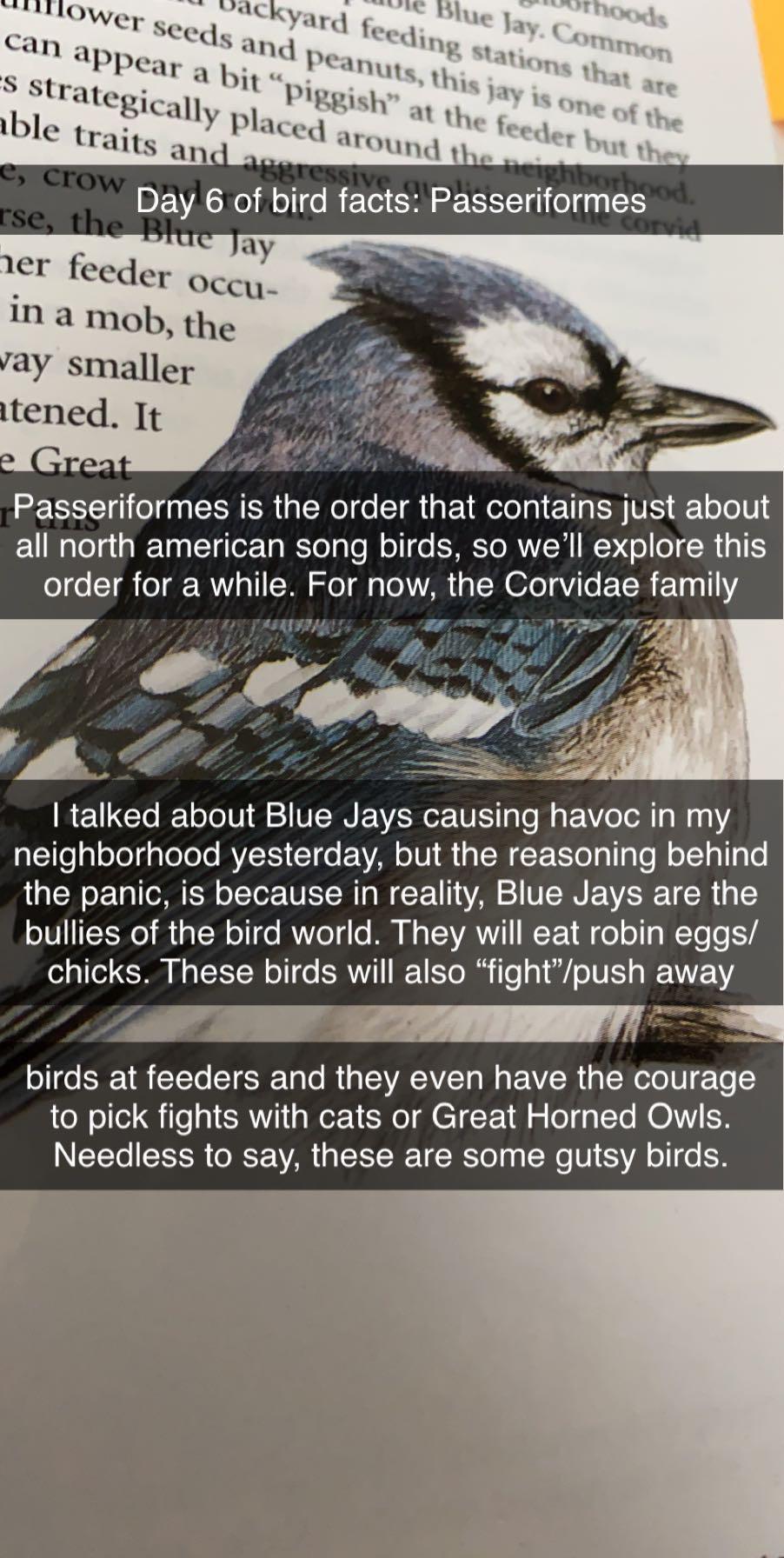 Blue Jays are kinda rude imo. If a micro aggression became a bird, that
