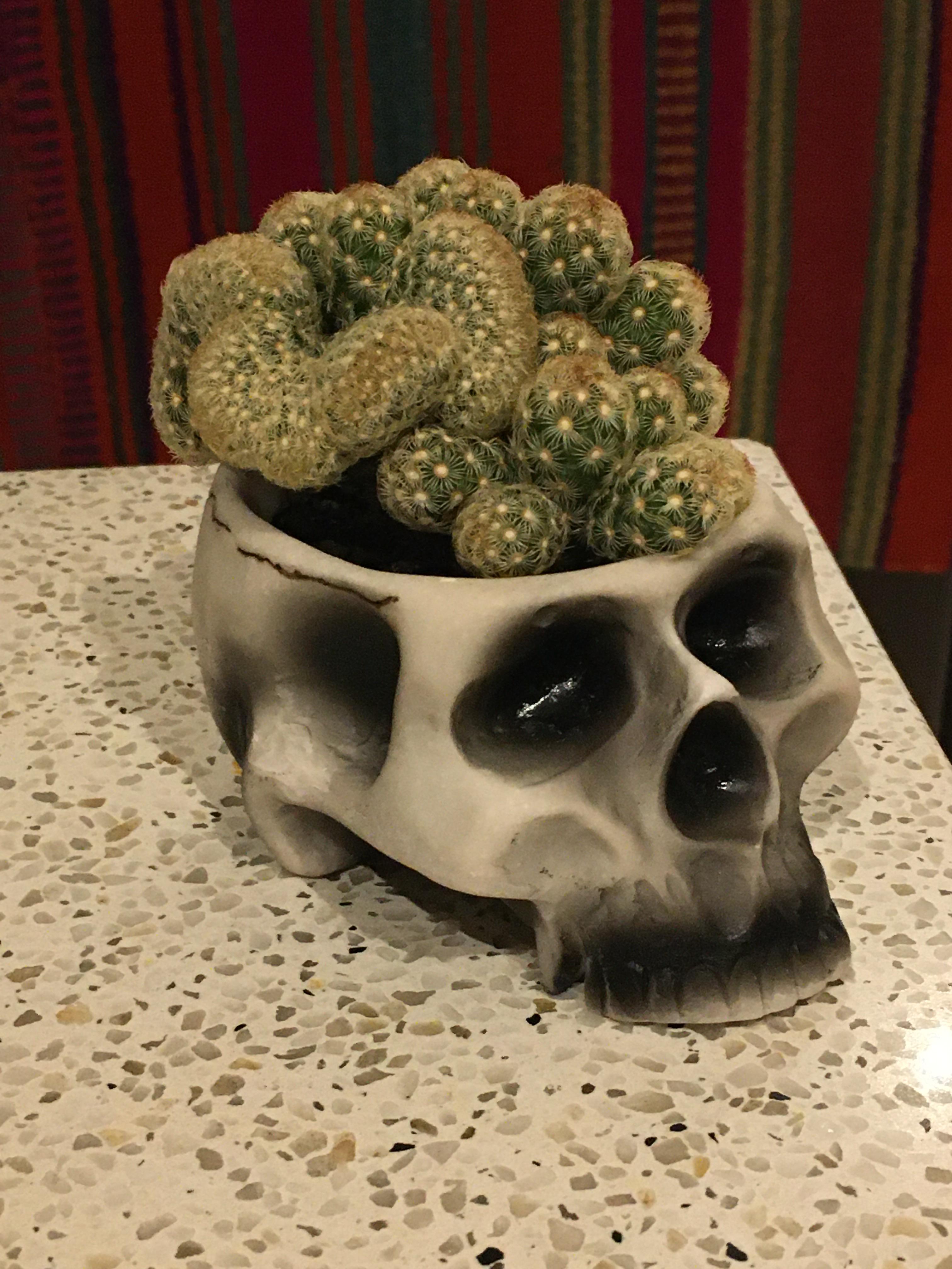 Cactus brain skull pot r/mildlyinteresting
