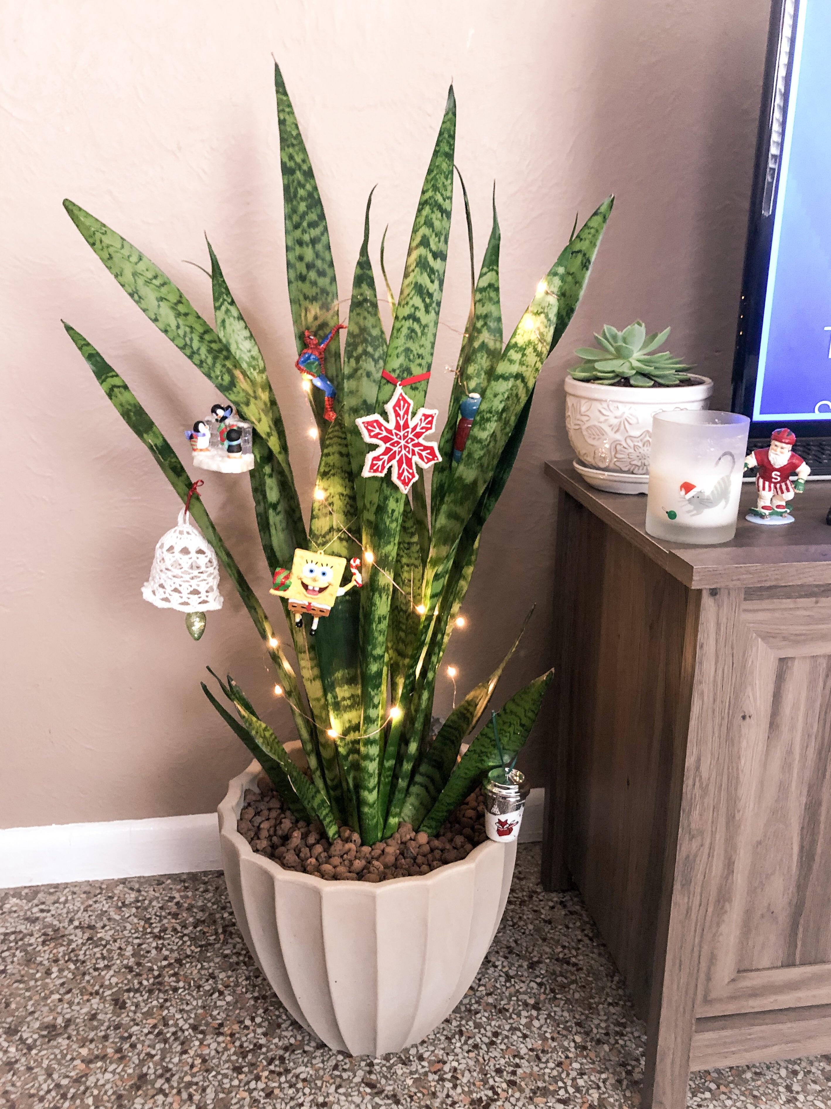 Just decorated my first Christmas Snake Plant!🎄🐍 I couldn’t see myself