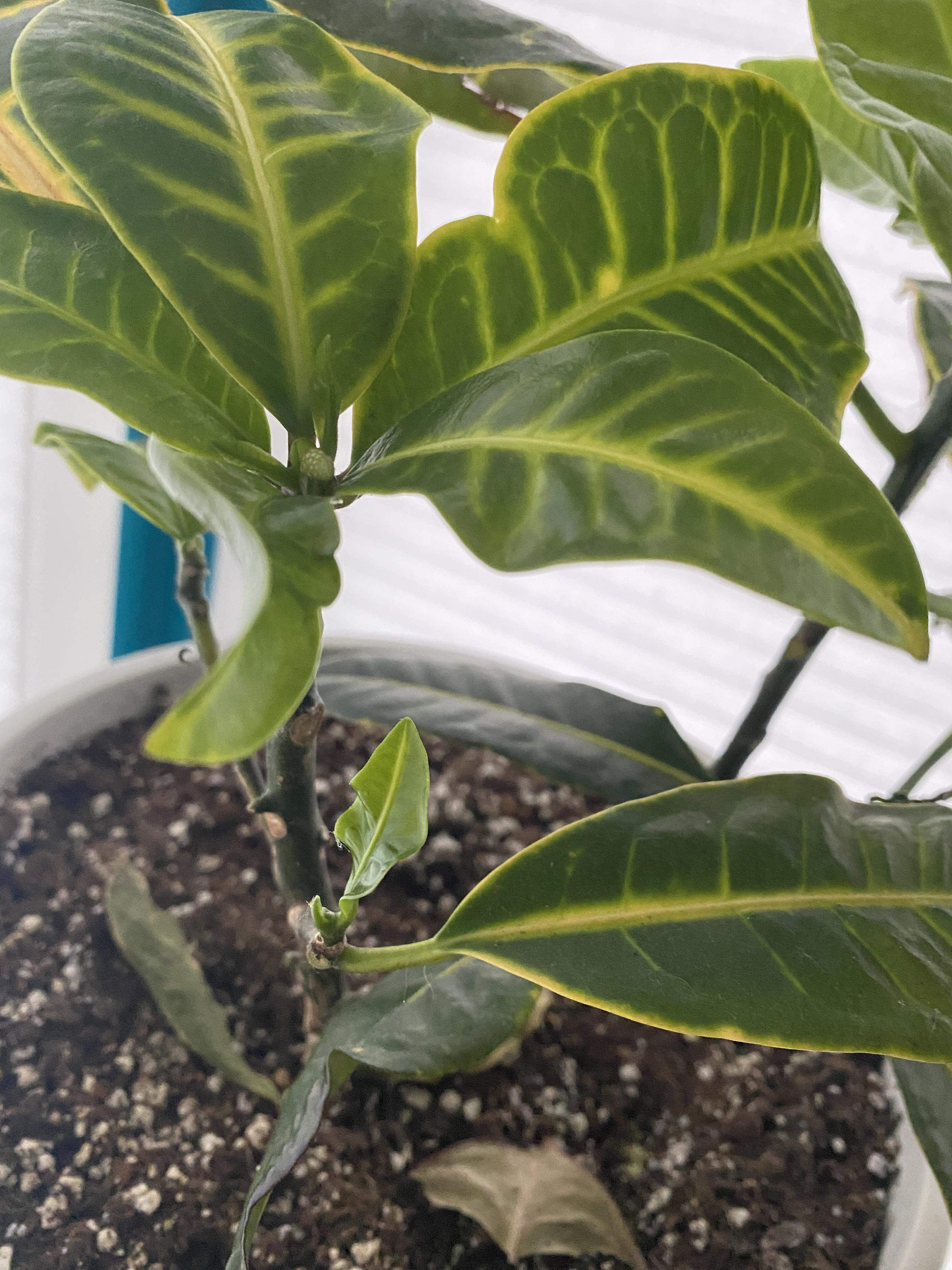 My croton is losing all its large leaves. They fall off and are dried