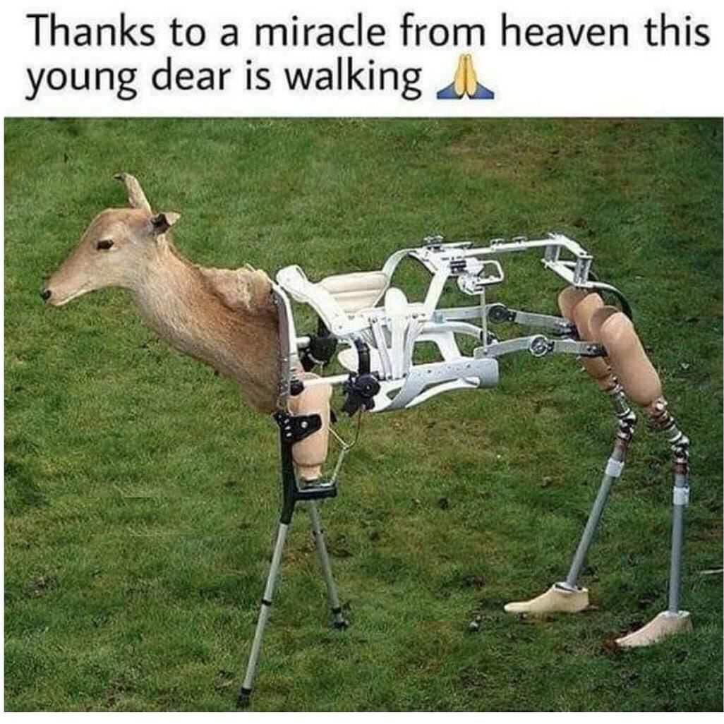 WHAT A LOVELY MIRACLE. THIS NORMAL DEER IS ABLE TO RUN walk.exe PROGRAM
