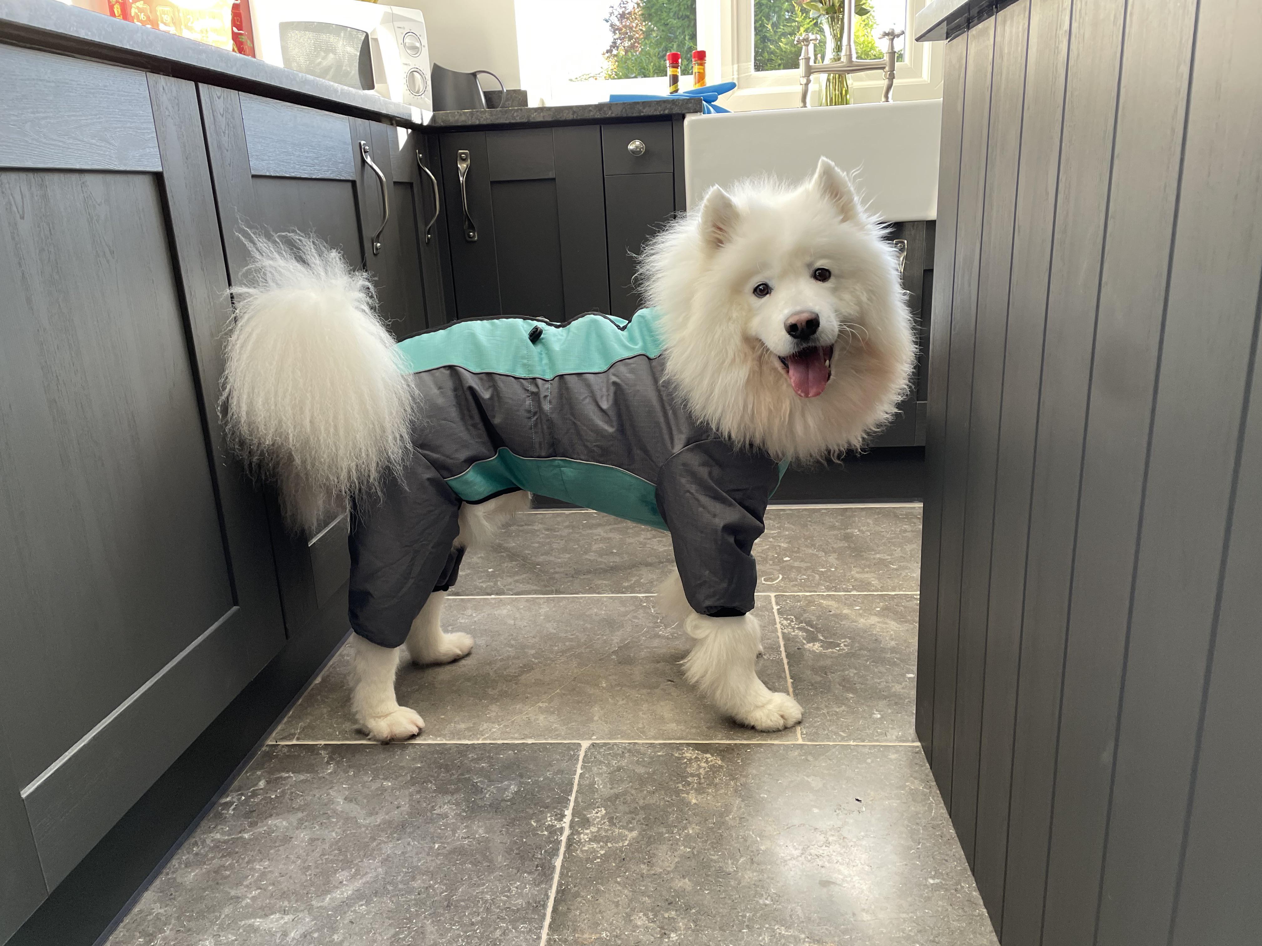 Polo in his new winter jacket for muddy walks. r/samoyeds