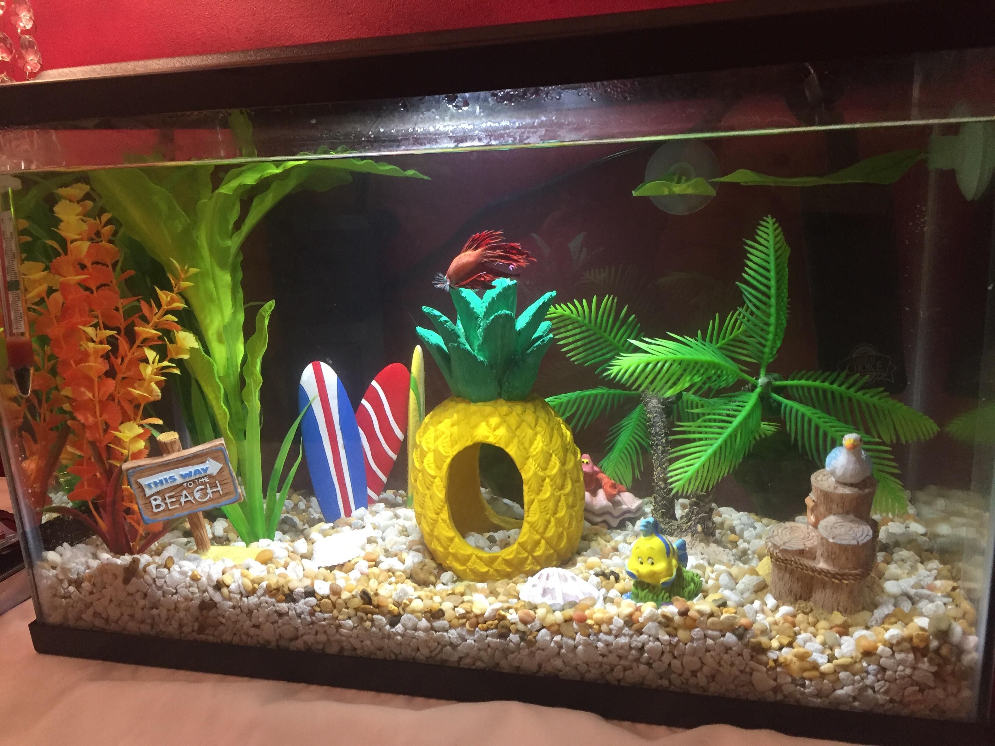 I gave him a beachthemed tank for summer! r/bettafish