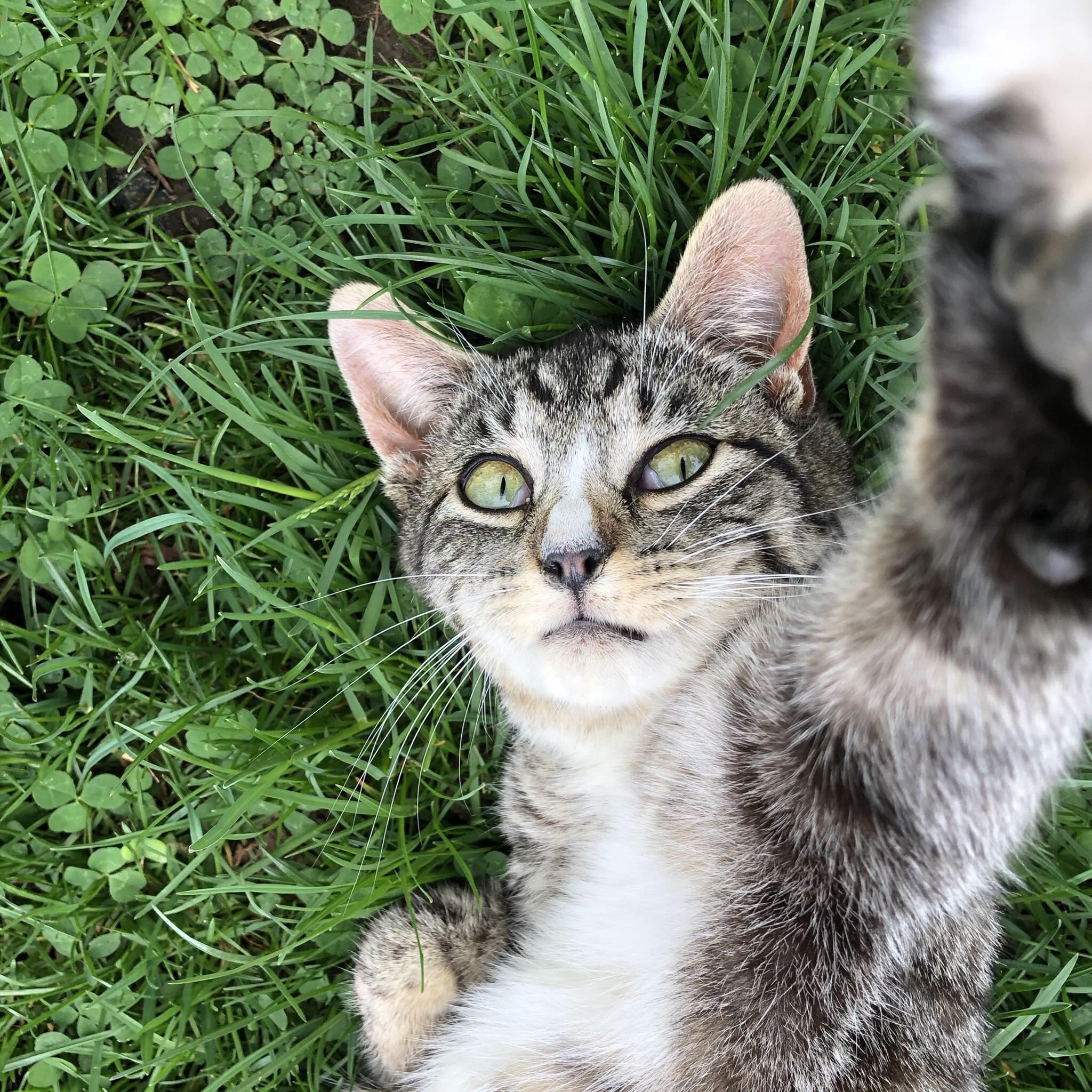 The cat outside my house that my family takes care of r/cats
