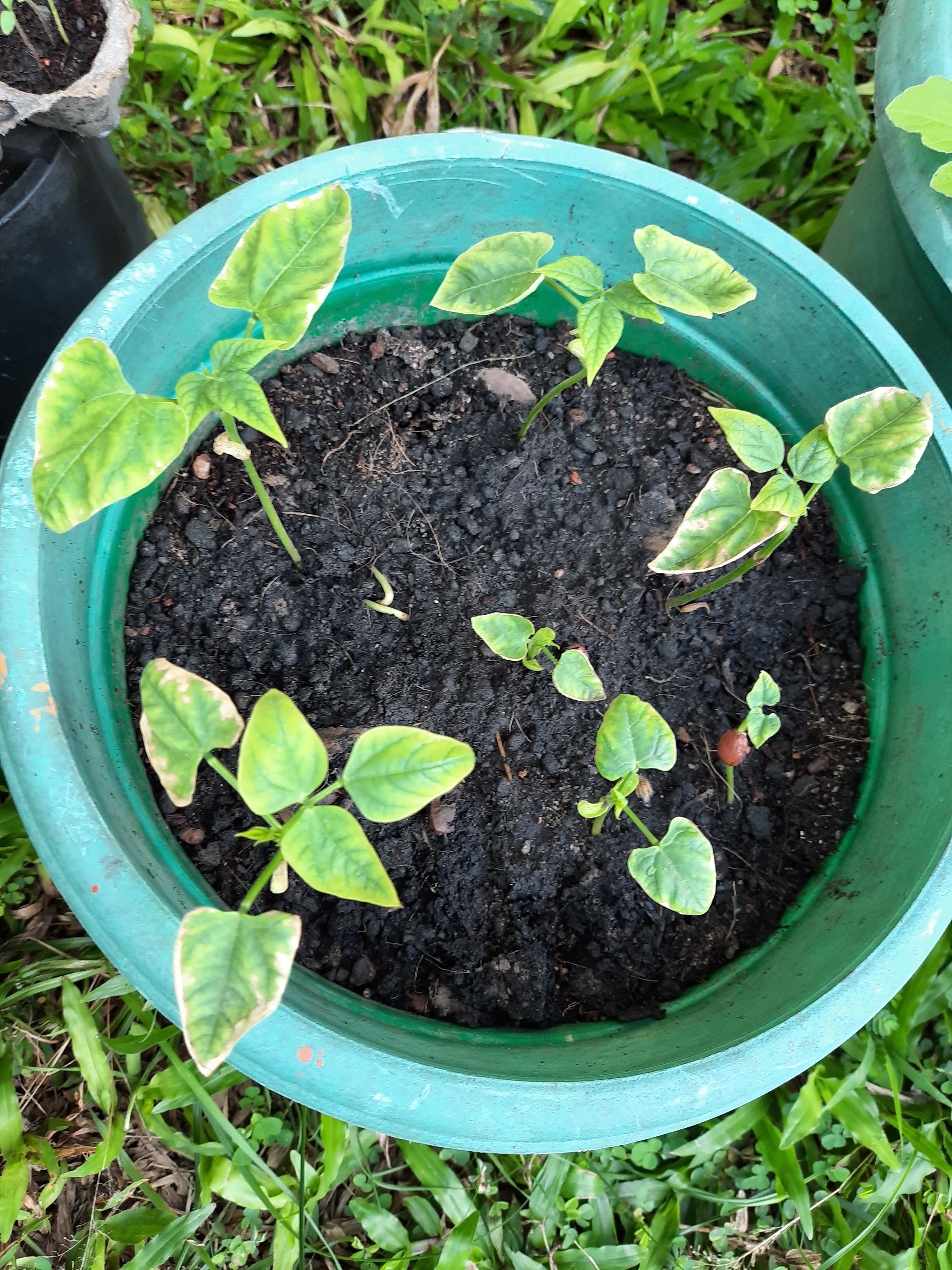 Does anyone know why my bean plant leaves are growing brown and crispy