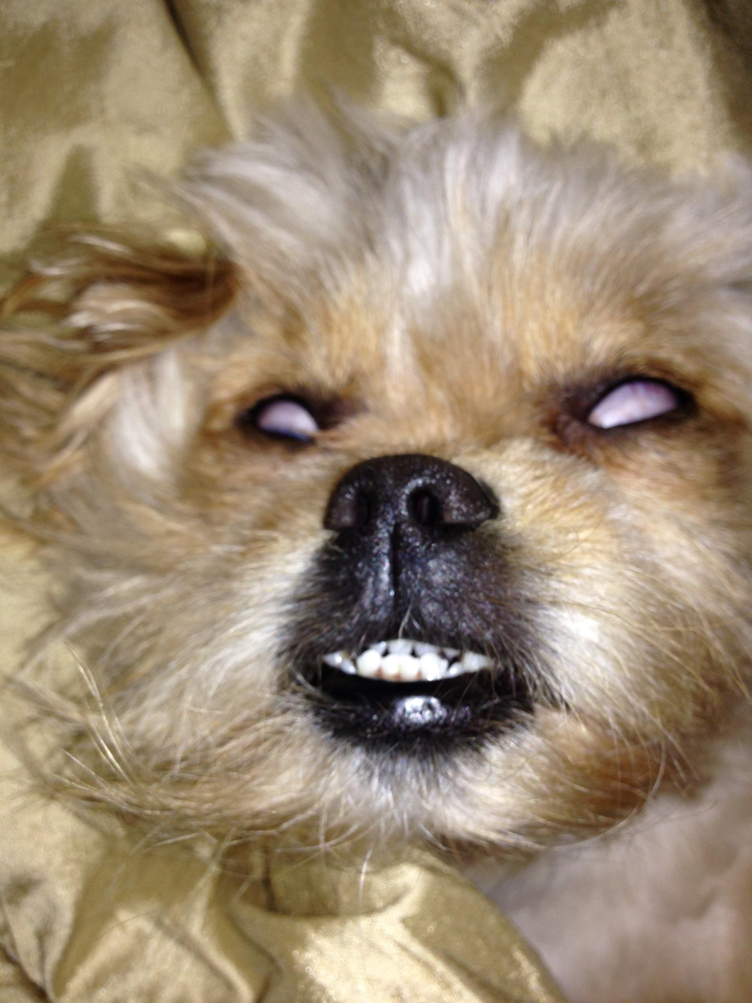 My possessed dog sleeping r/funny