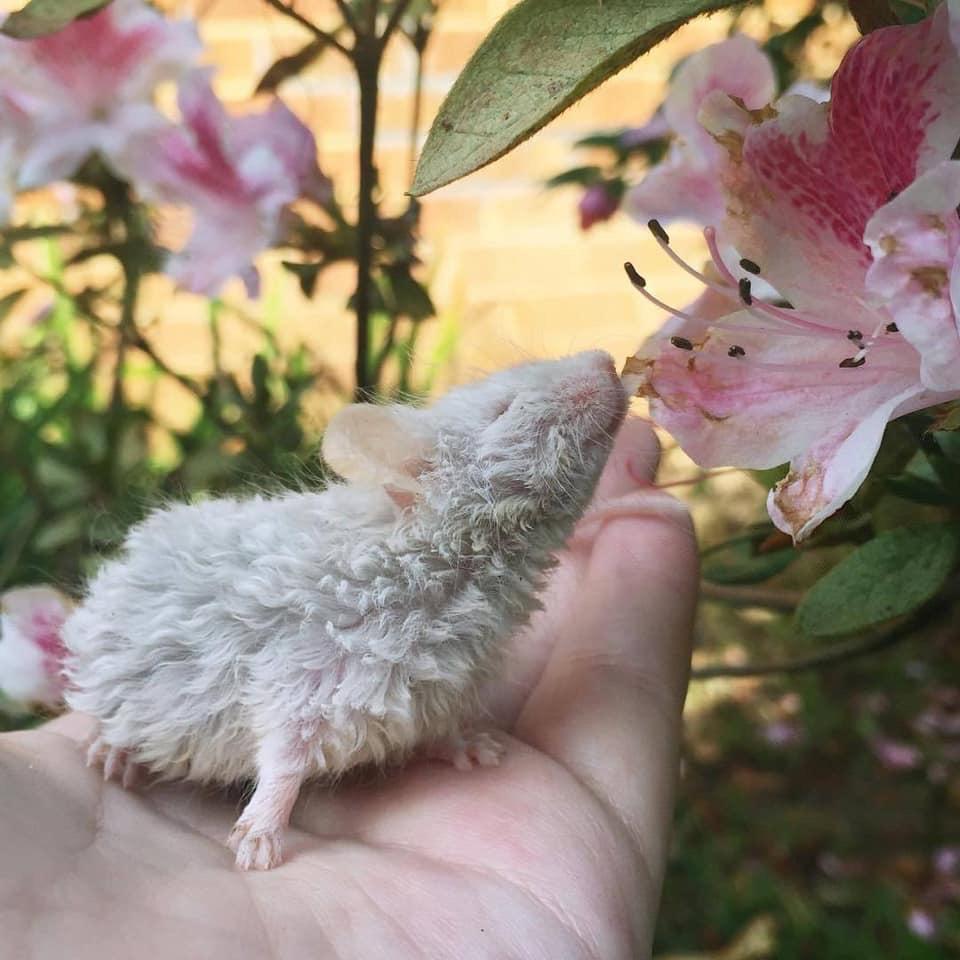 PsBattle curlyhaired white mouse sniffing a pink flower