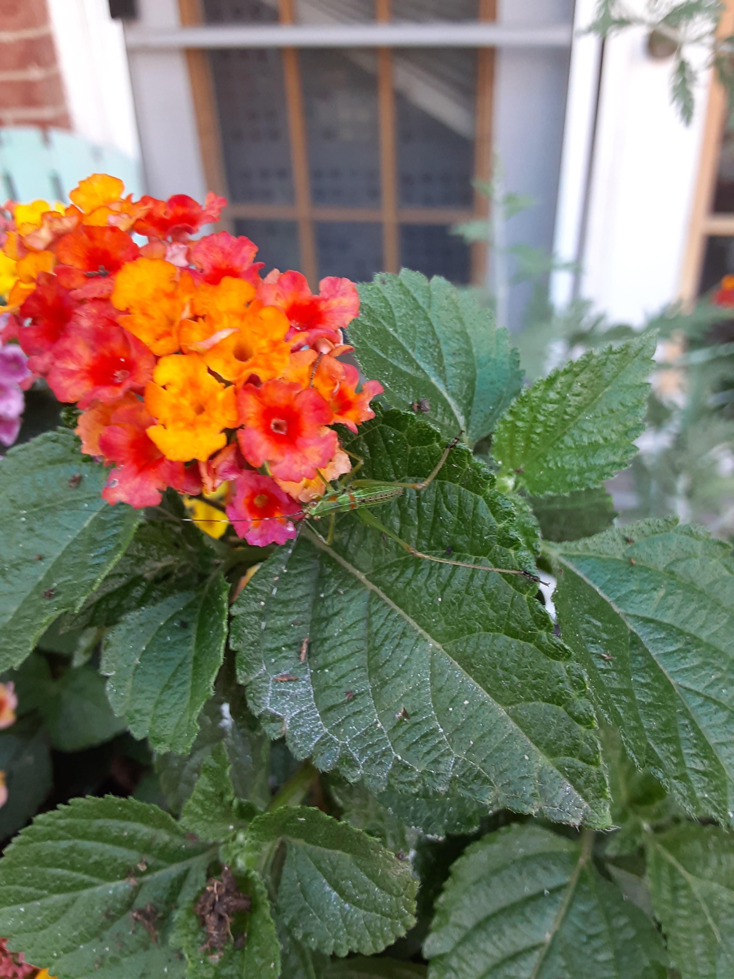 Does anyone recognize this insect? Seems to love lantana, and a couple