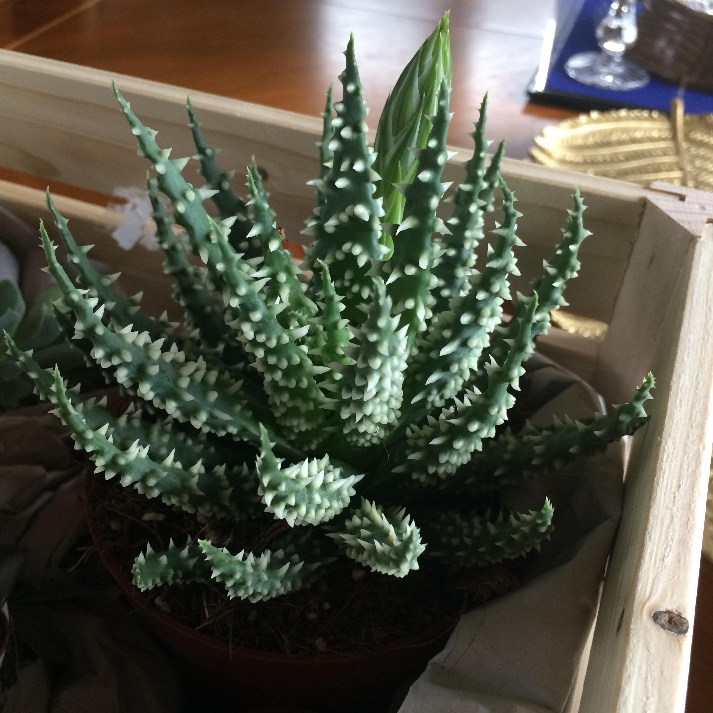 What is this? (My guess is a kind of Aloe) and is that a