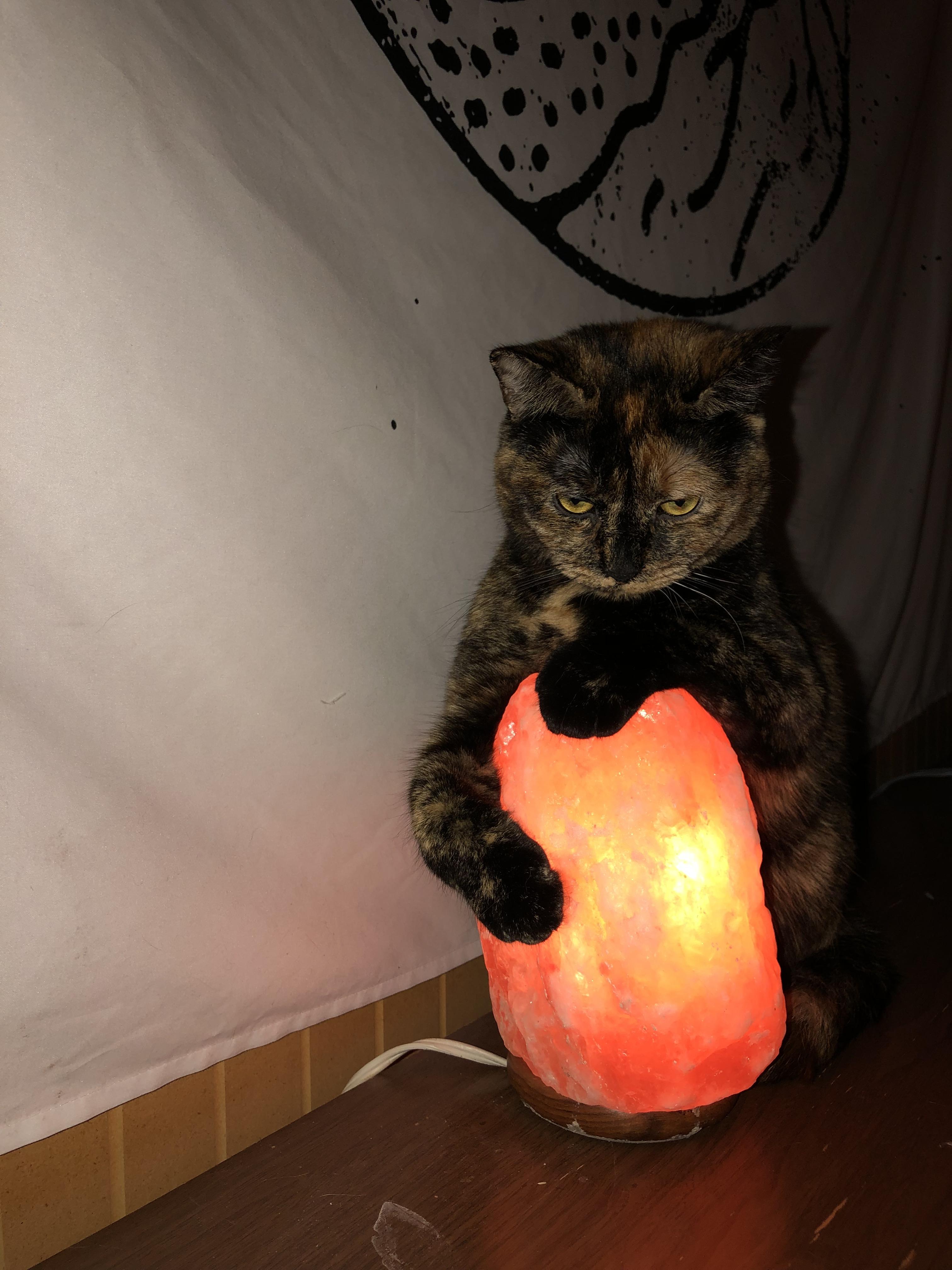 I think she’s praying to the salt rock gods that I feed her more r/cats