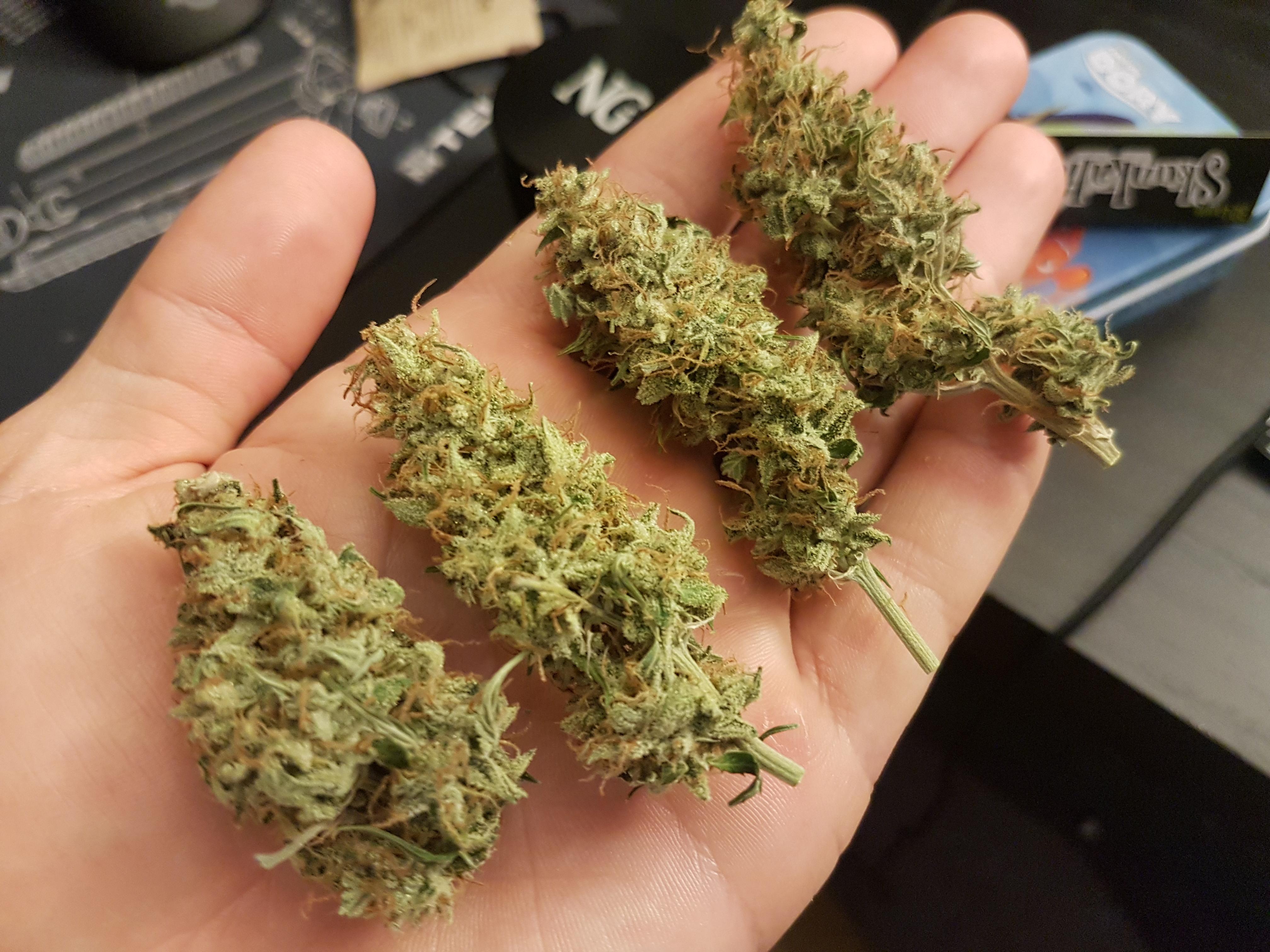 Some freshly manicured bud OG Kush Auto by Victory Seeds r/Autoflowers