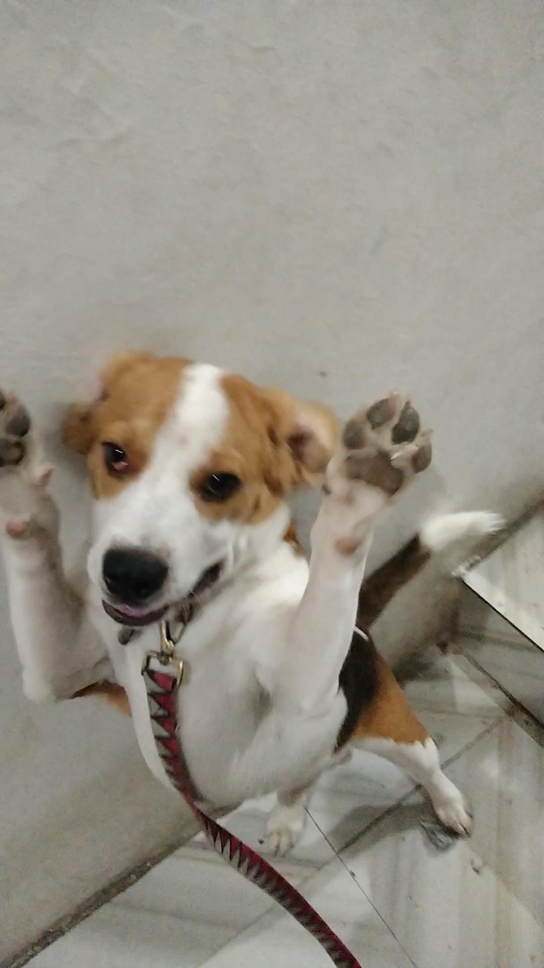 omg hiii r/beagles