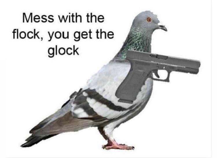 Don't mess with the flock r/dankmemes