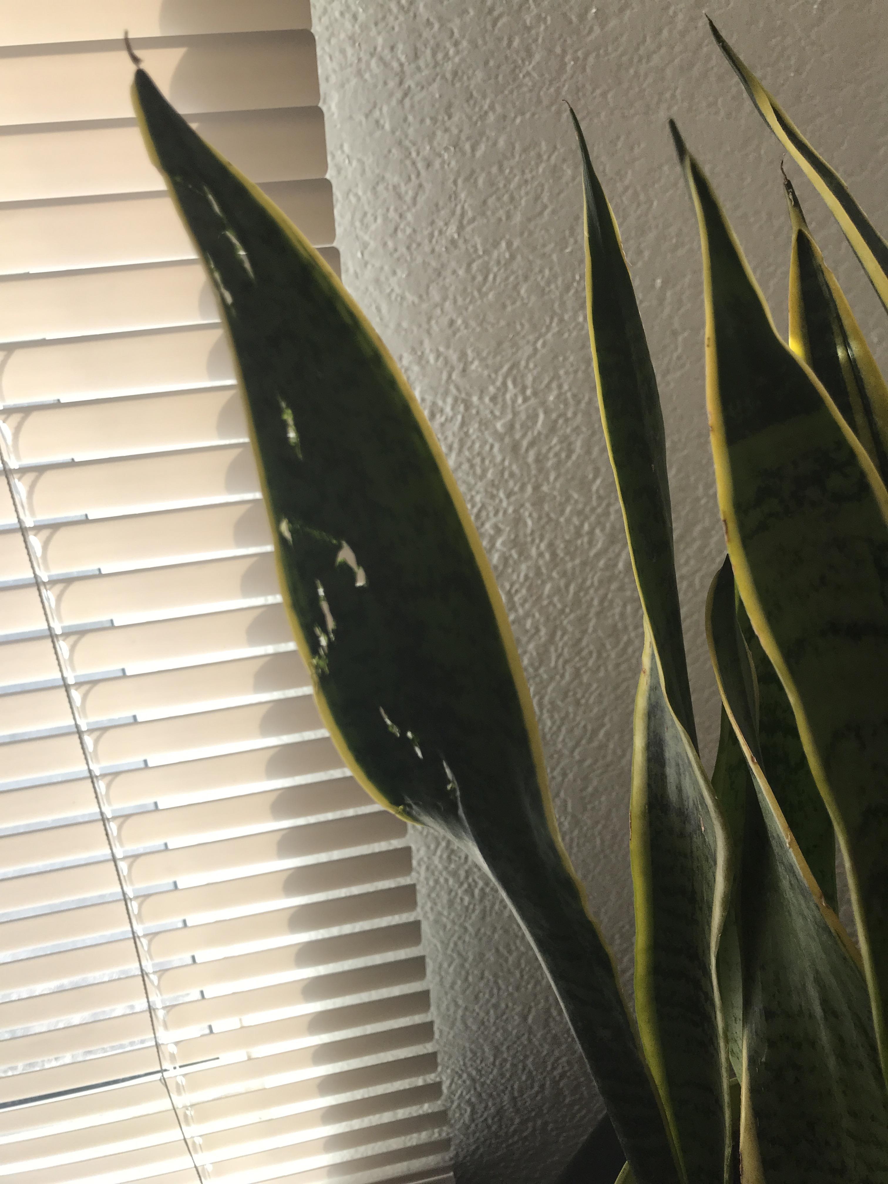 My roommate’s dumb cat is eating my plants. What do I do? (More info in comments) r/houseplants