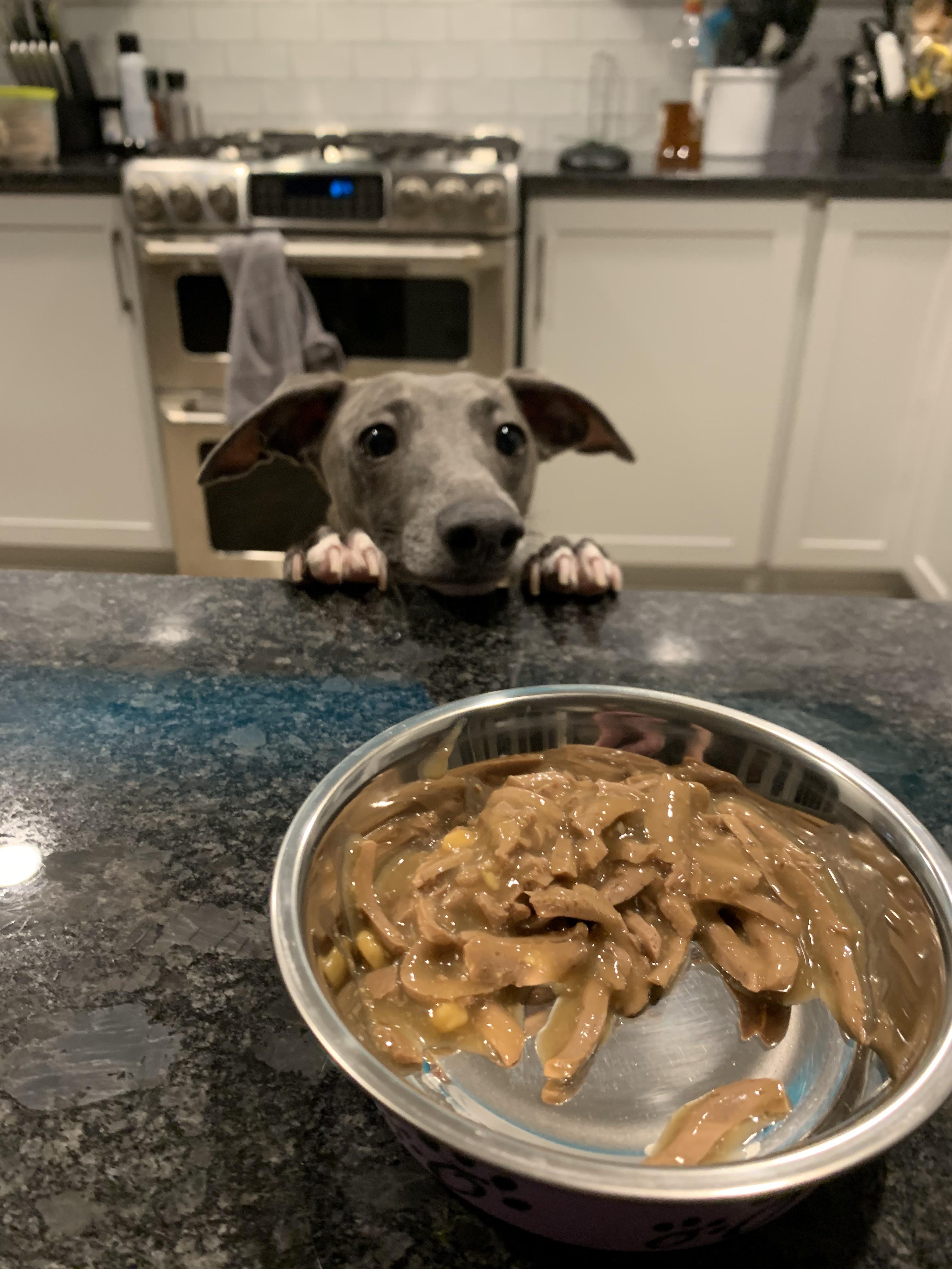 Cat Food!! r/ItalianGreyhounds