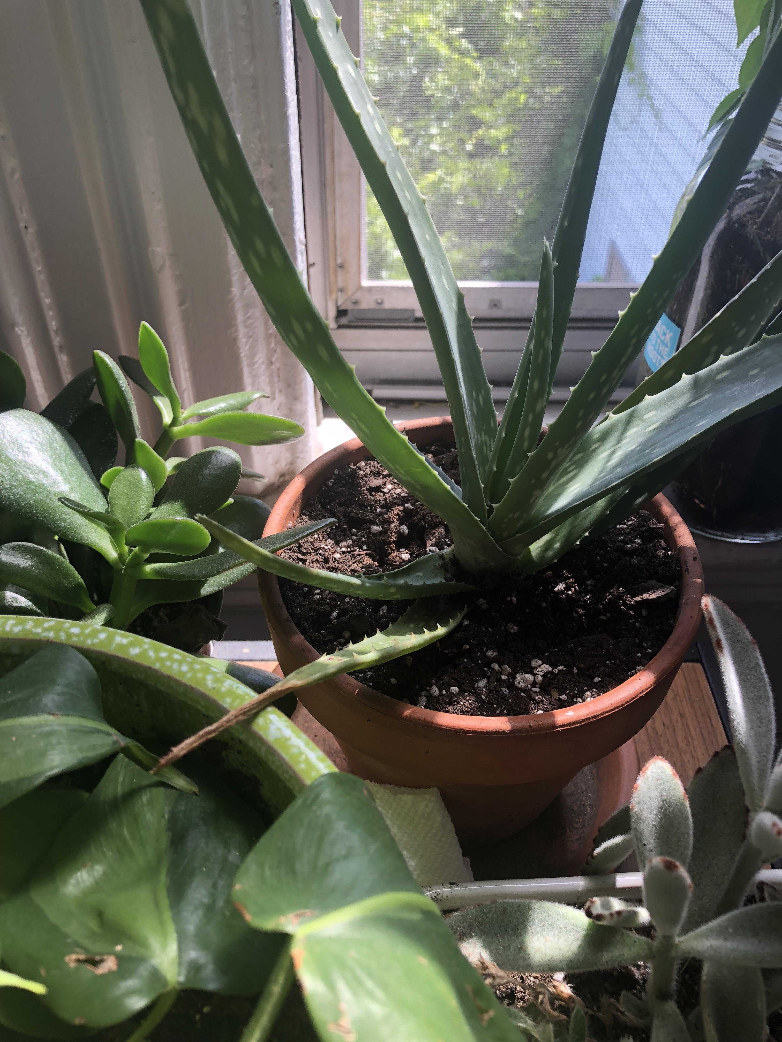 My aloe vera plant's leaves are drying out at the tips, and I'm not