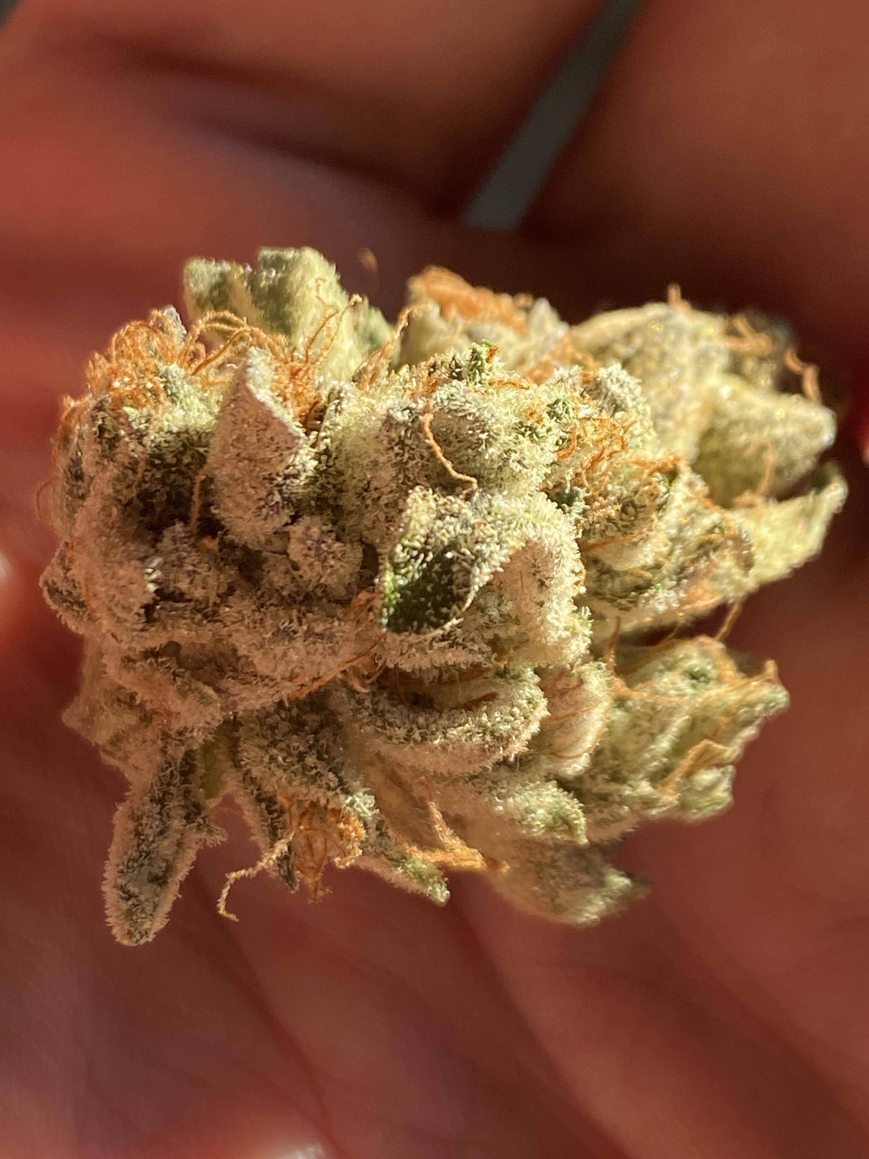 Loving the Scarlet Queen from Cresco. Best looking buds I've purchased