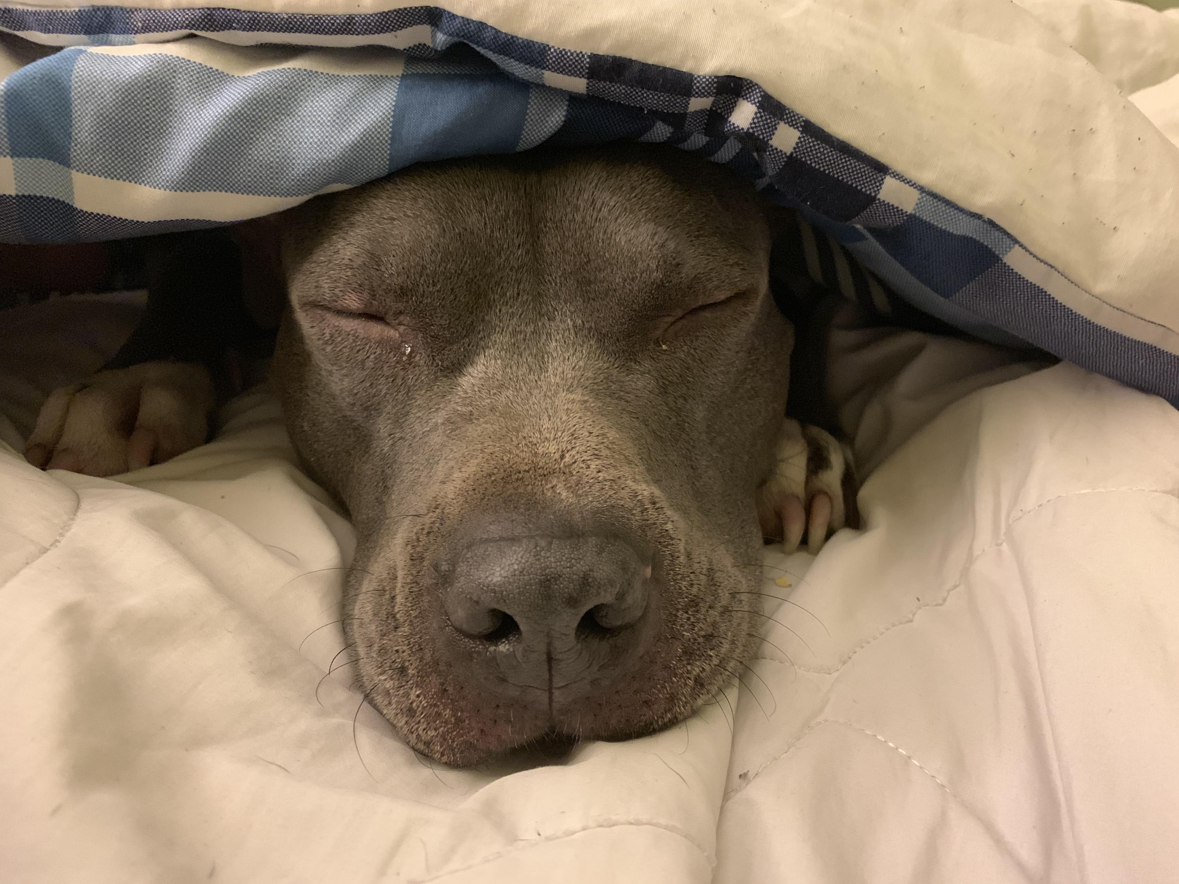 NightyNight. Love, Lil’ Mama r/velvethippos