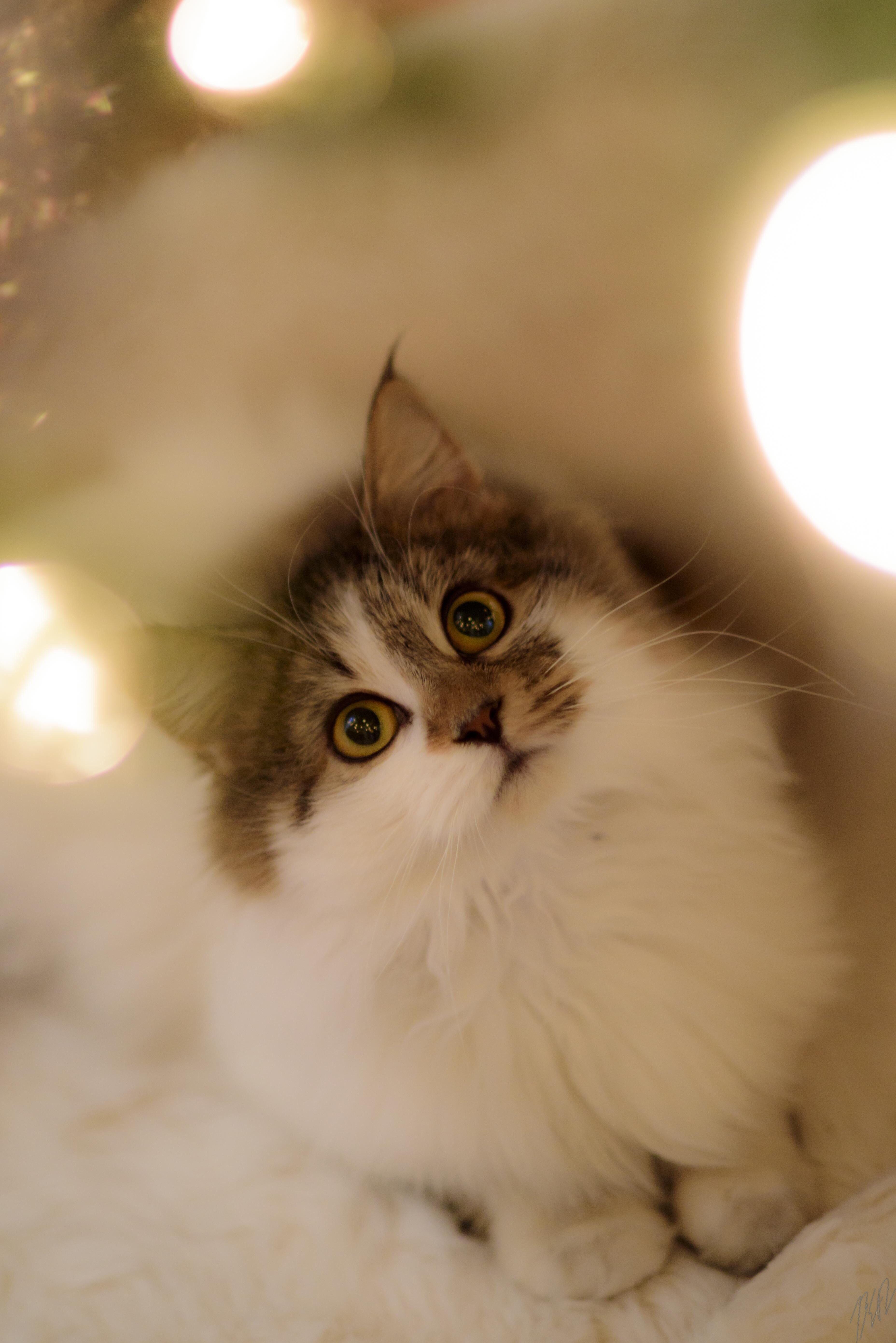 We adopted our first fur baby! r/cats