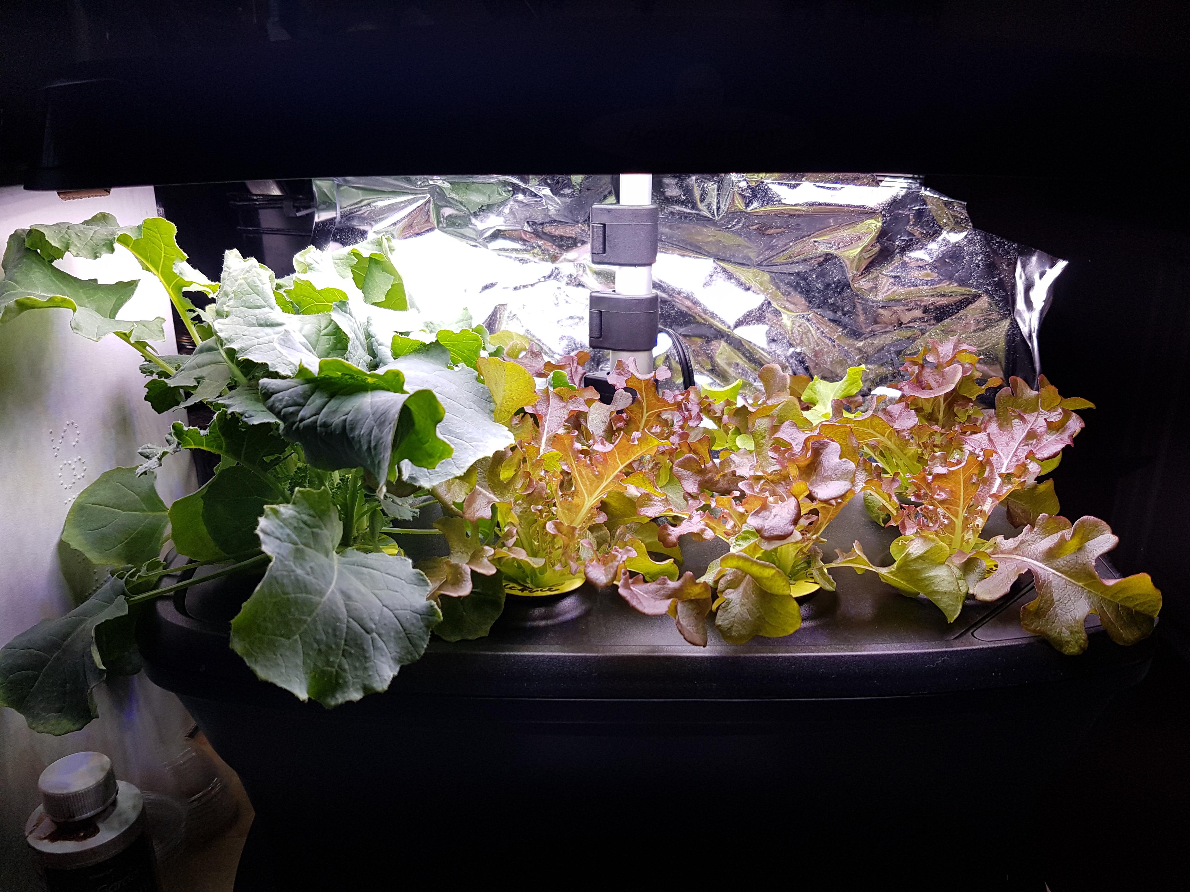 Lettuce and Kale growing great r/aerogarden