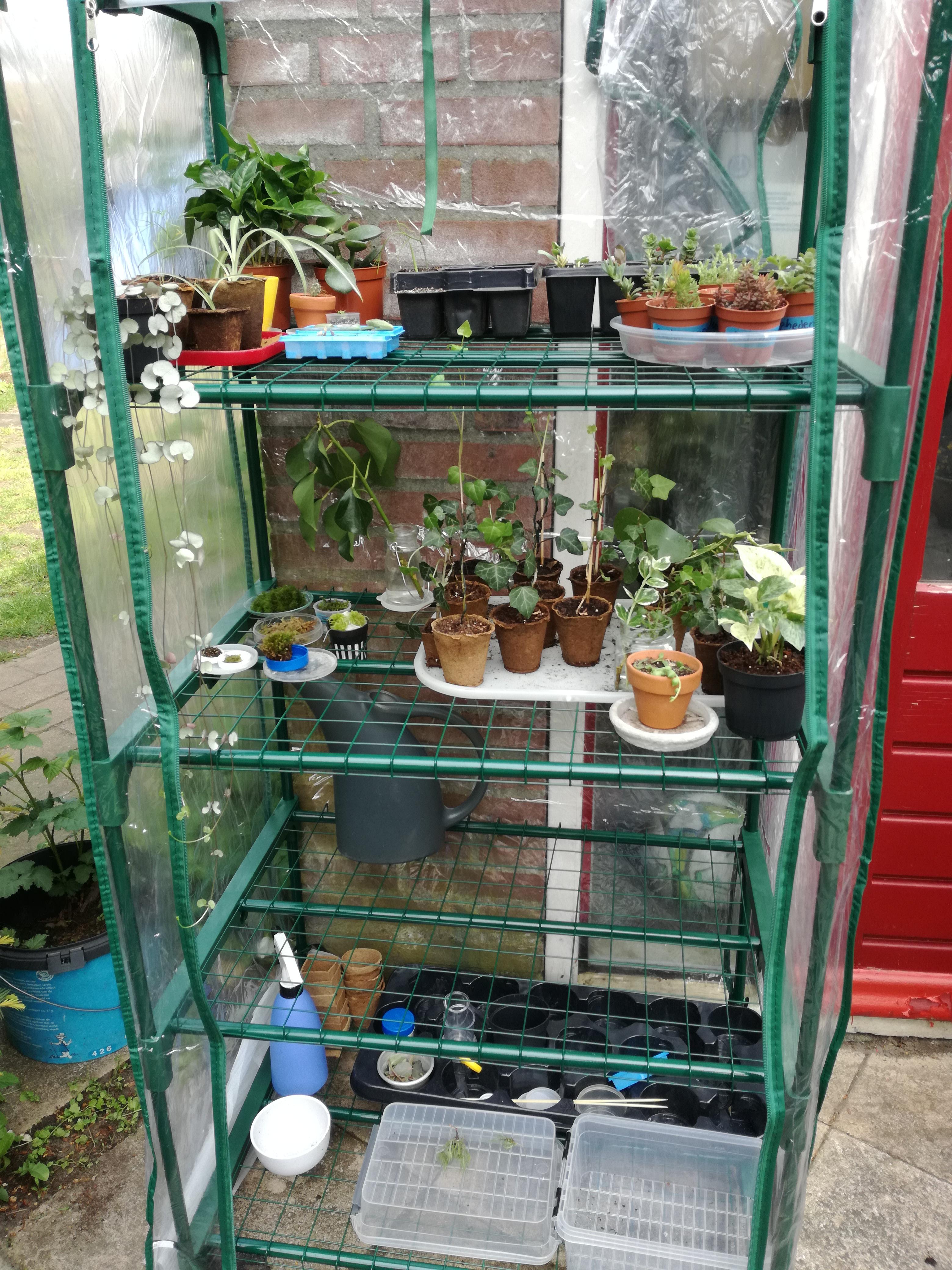 I just got this new tiny greenhouse and I'm super excited. But, I have