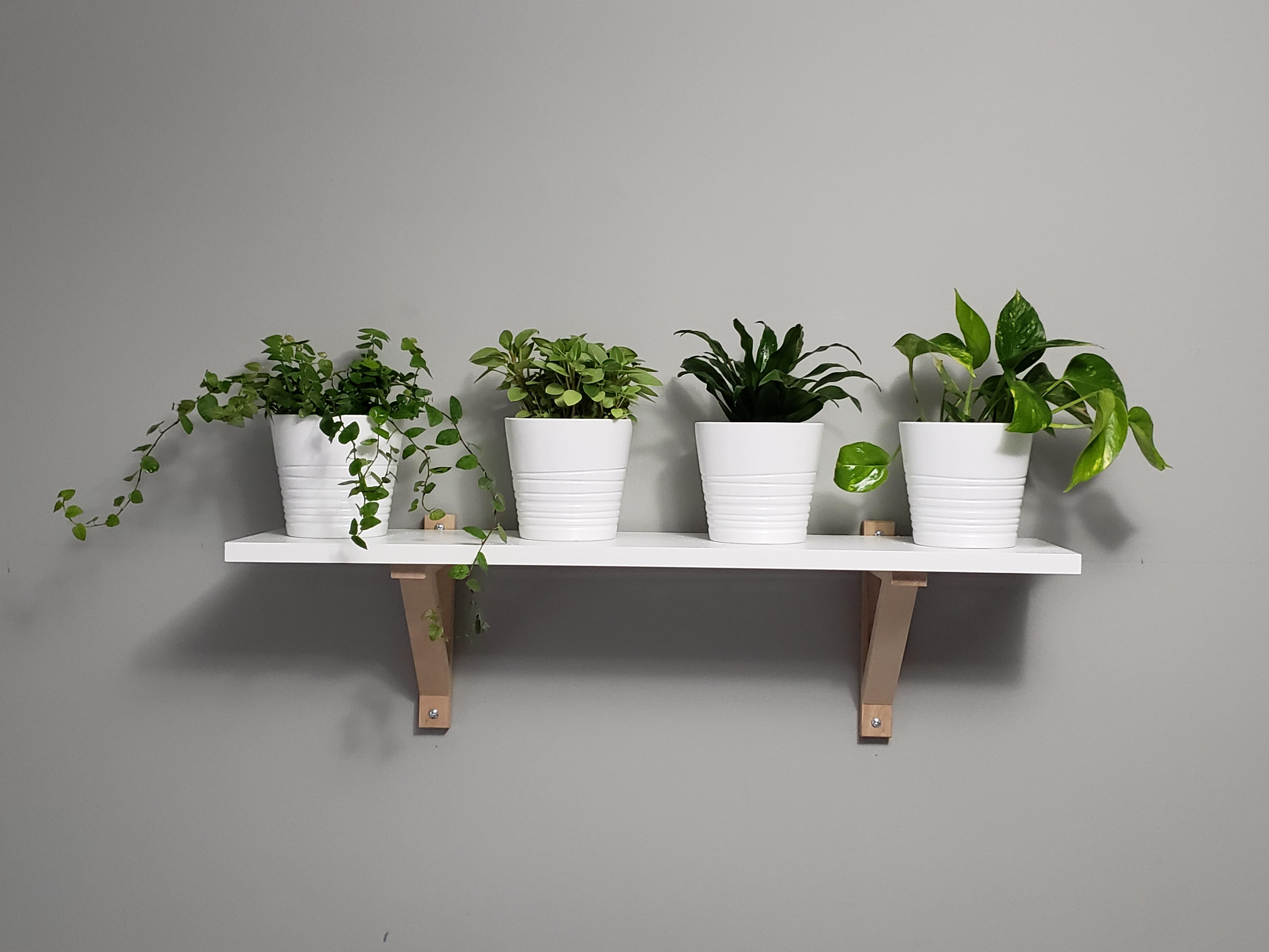 Today, after much admiring I finally joined the house plant club! Very