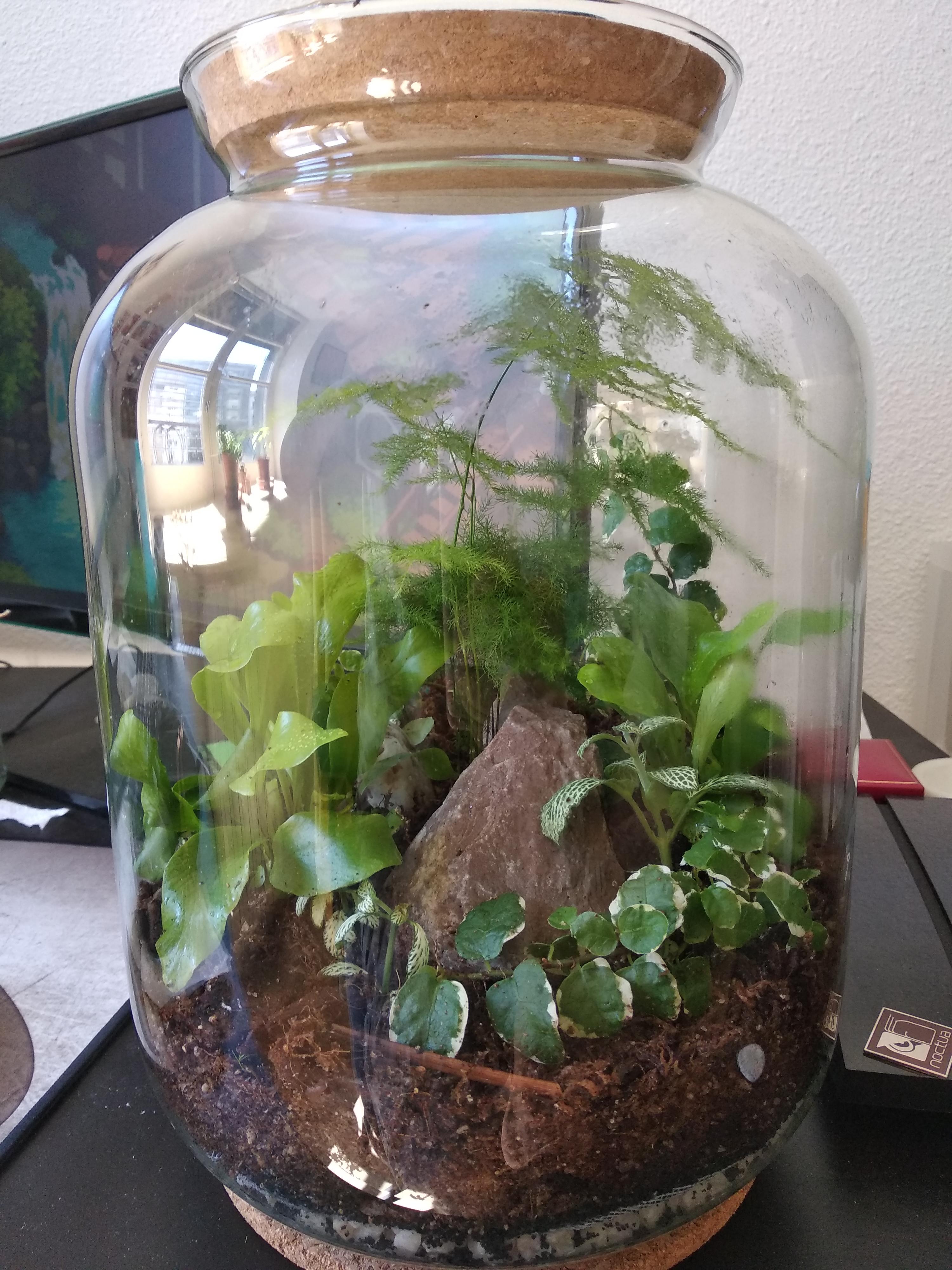 My second take on my third terrarium (plants in comment) r/terrariums