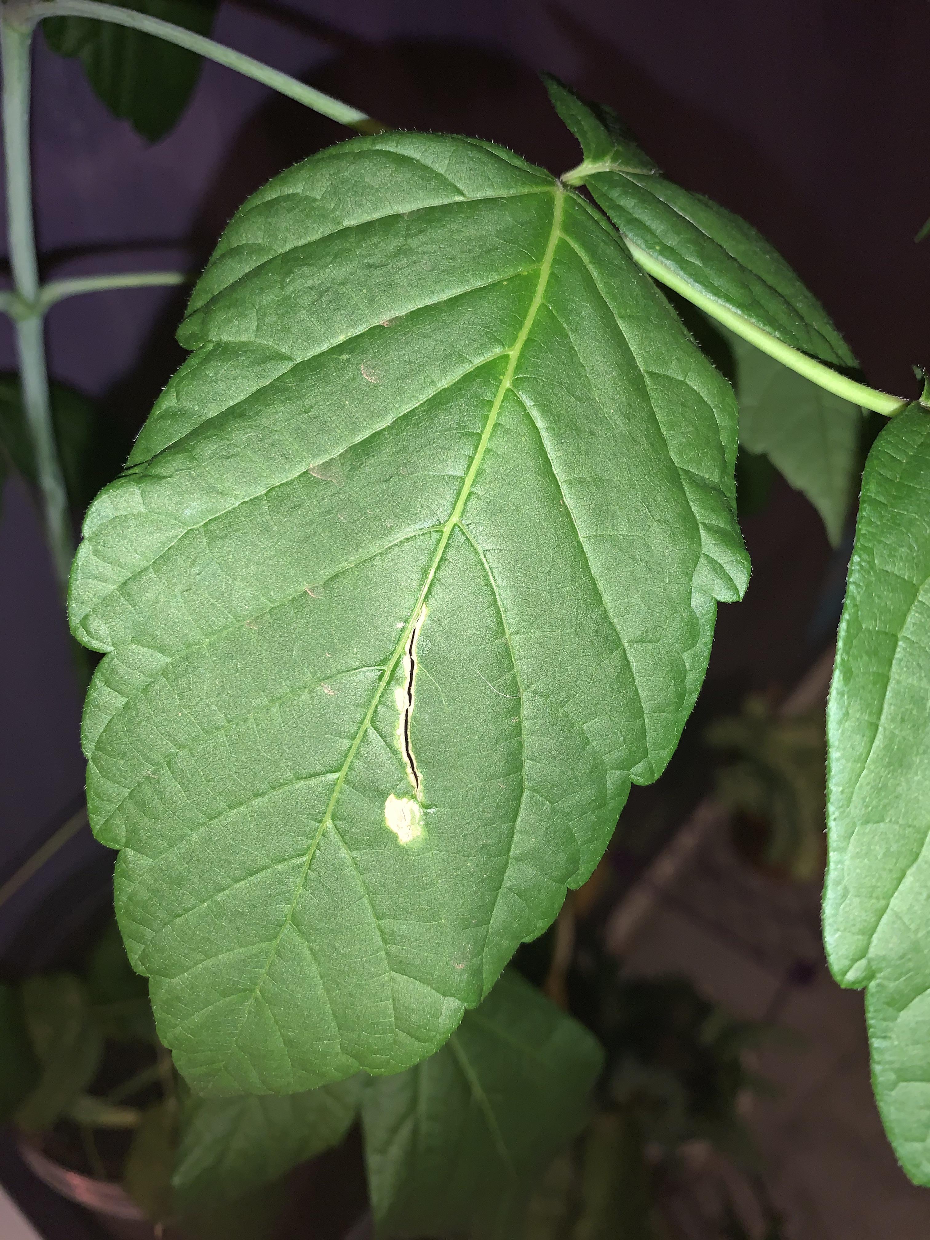 My Maple tree has a bunch of these little white rips. They just showed