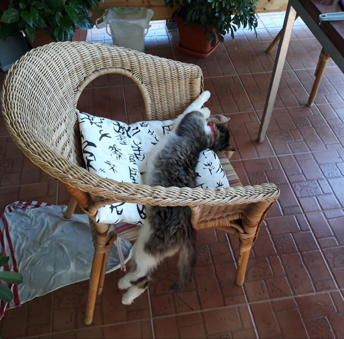 Cat sleeping on chair r/funny