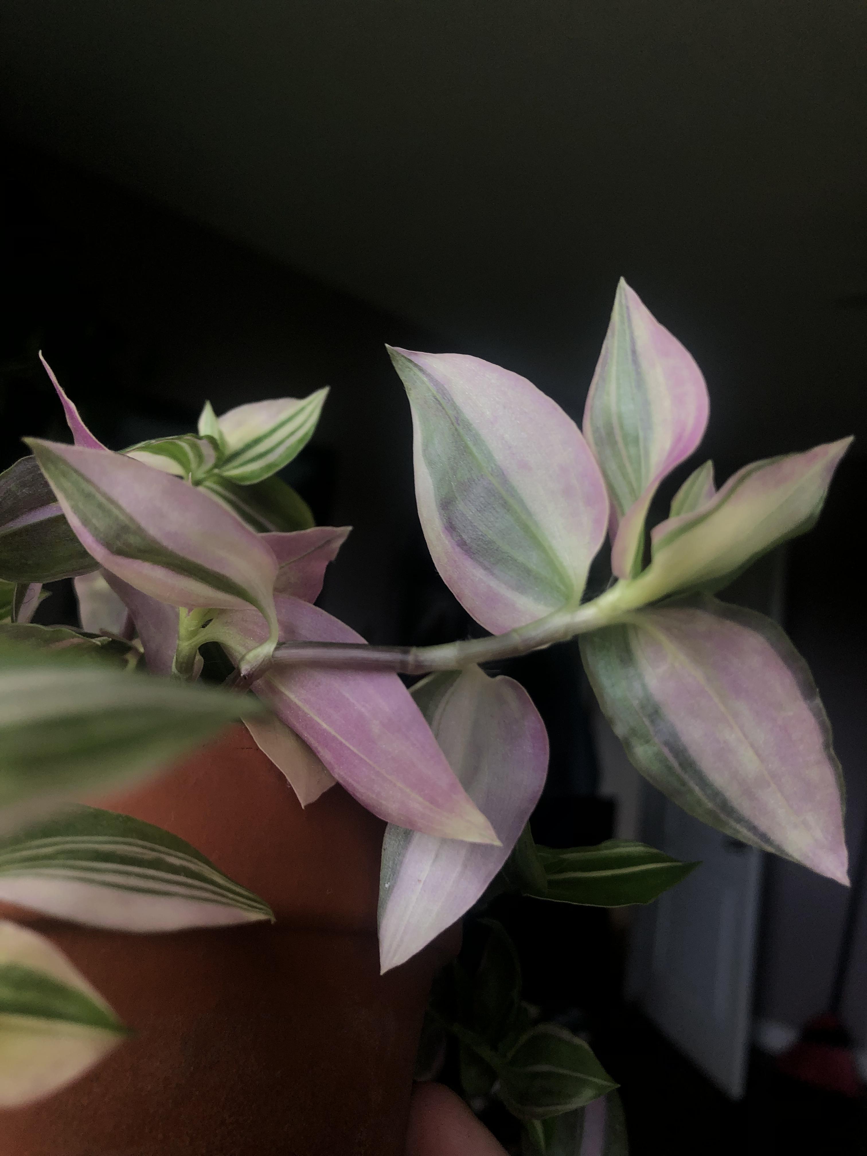 why is my inch plant turning purple? over the last two weeks its slowly