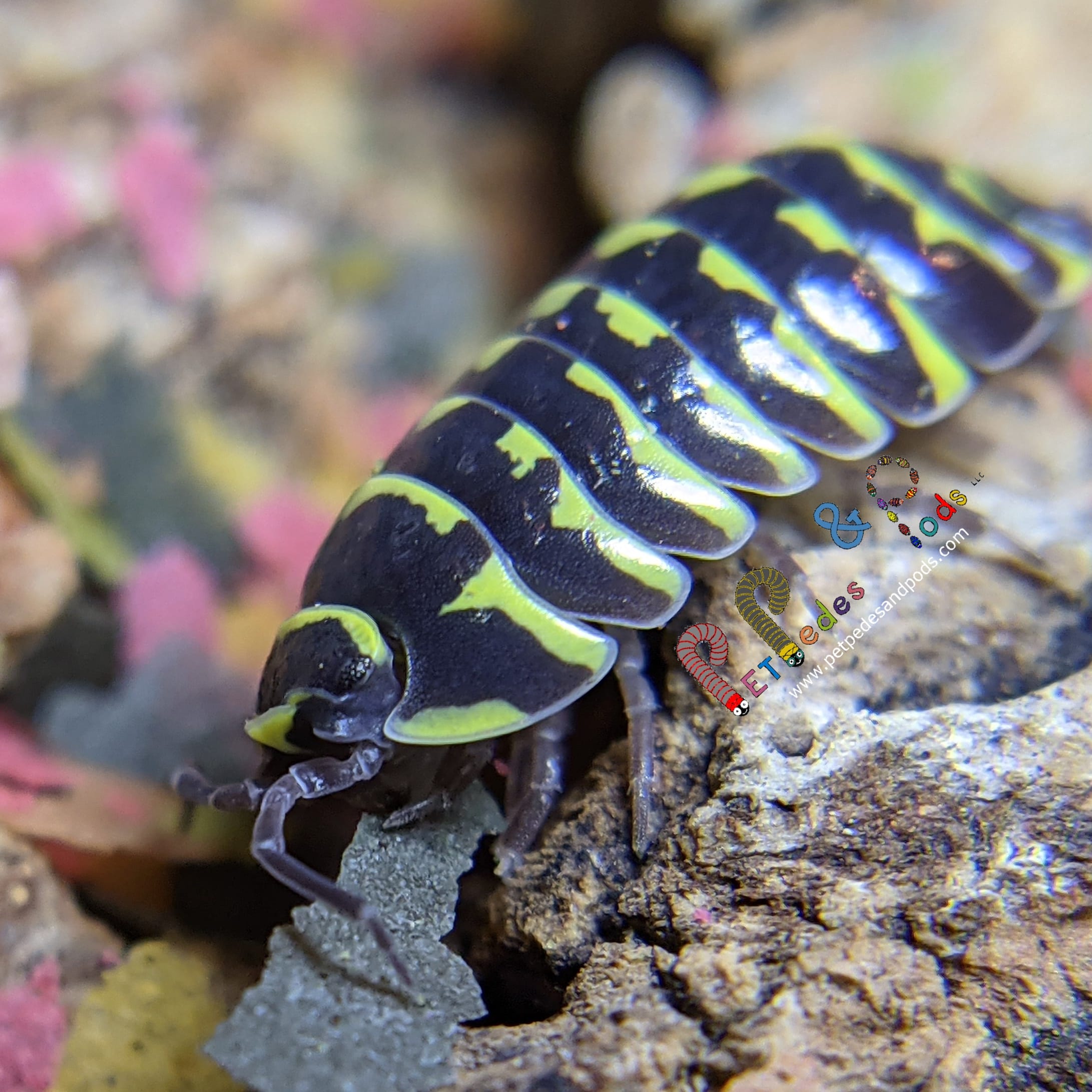 Armadillidium maculatum "Yellow Zebra!" r/isopods