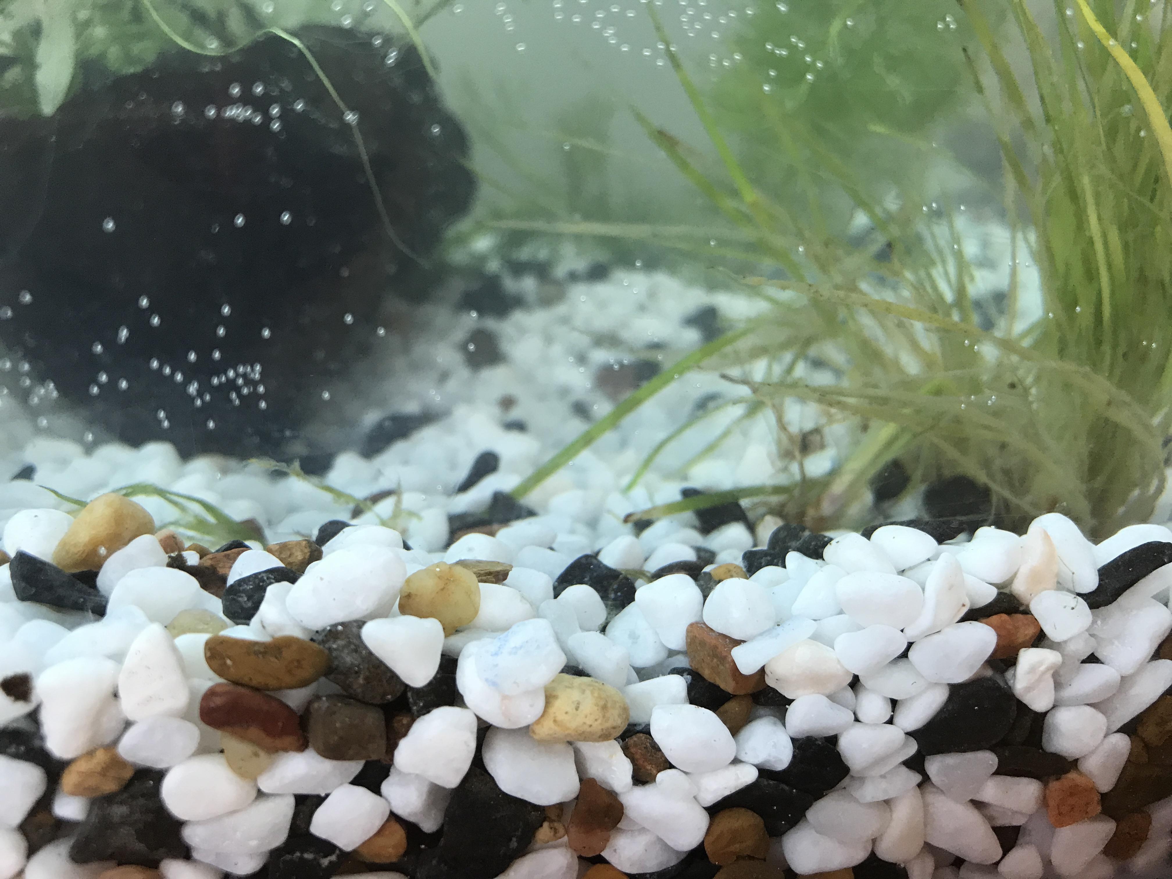 Would gravel like this be suitable for corydoras? I’ve heard some mixed