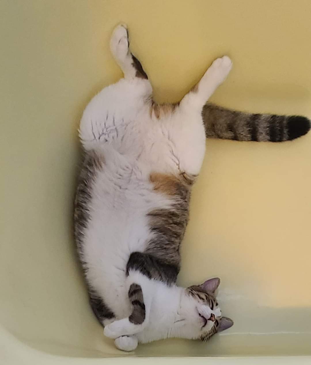 All 94+ Images Why Do Cats Sit In The Bathtub Stunning