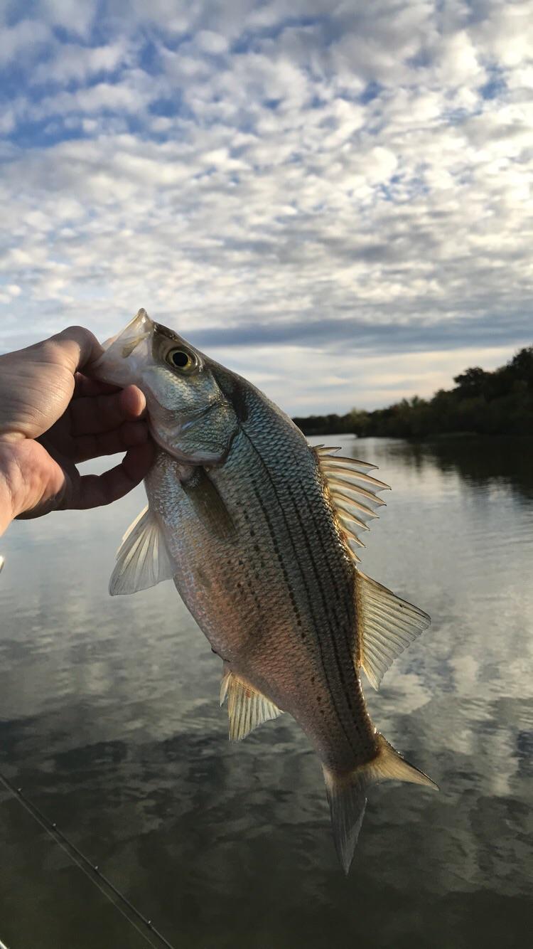 [FW] Chunky white bass on Lake Thunderbird in Oklahoma. Only fish I